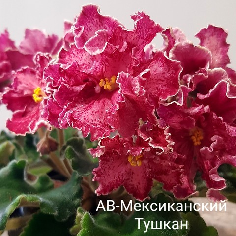 Высокая морозоустойчивость