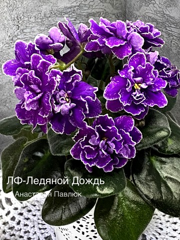 Фиалка Ледяной Дождь Фото
