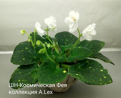 Правила выращивания и ухода