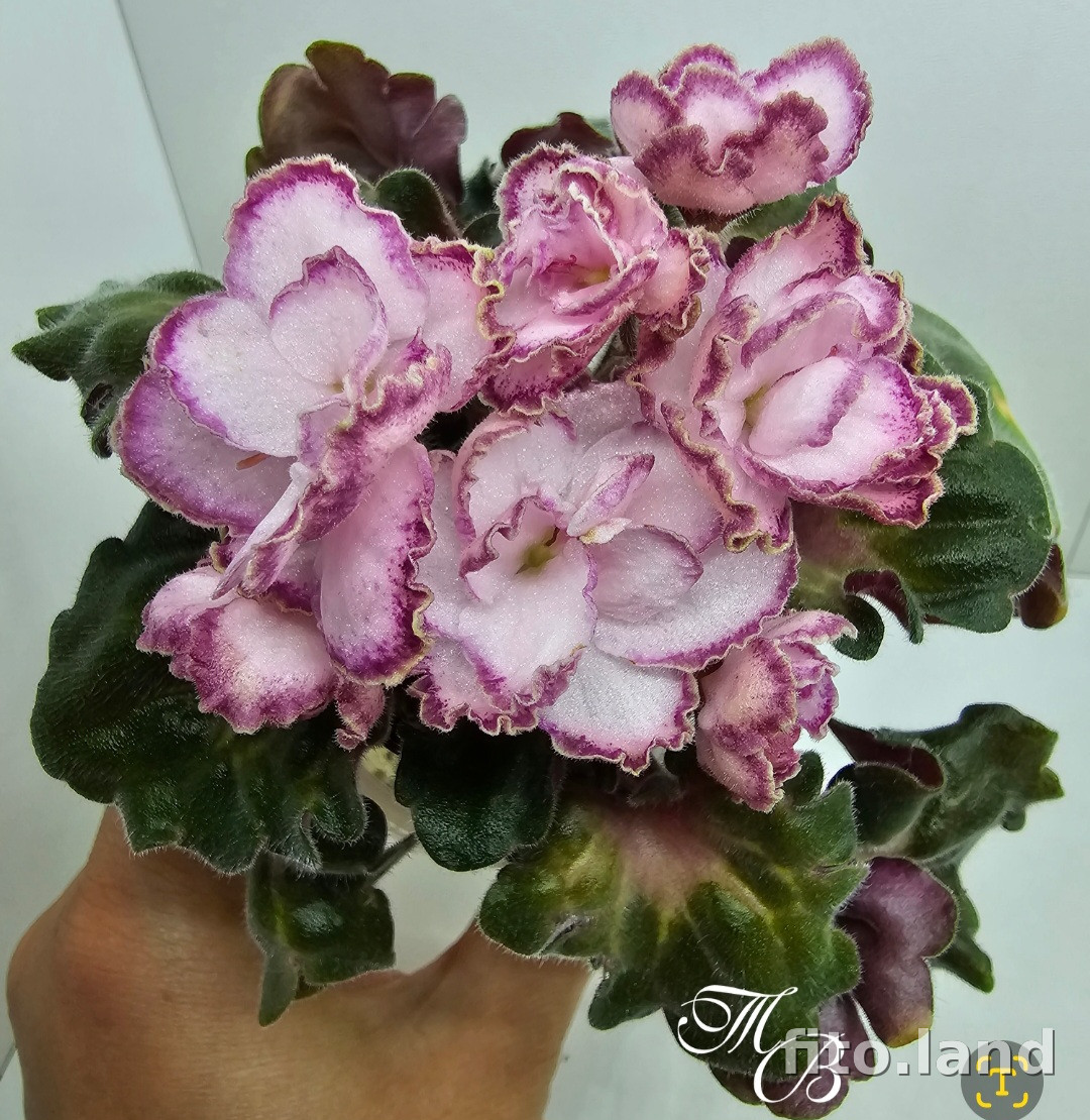 optimara my delight african violet flowers plant Violeta africana, Flores, Viole