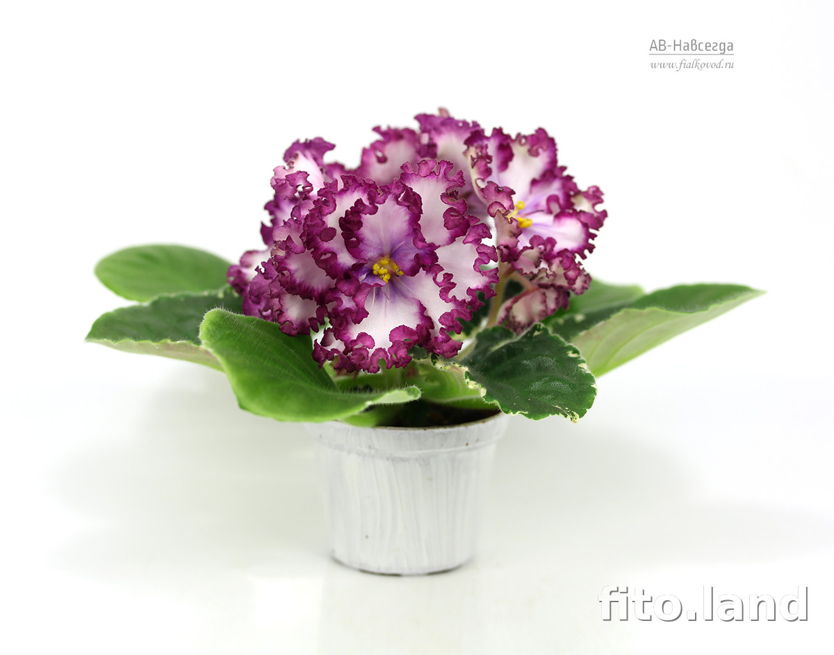 Repost fialkovod Кандидат в сорта, сеянец АВ-761-31. African violets, Violet flo