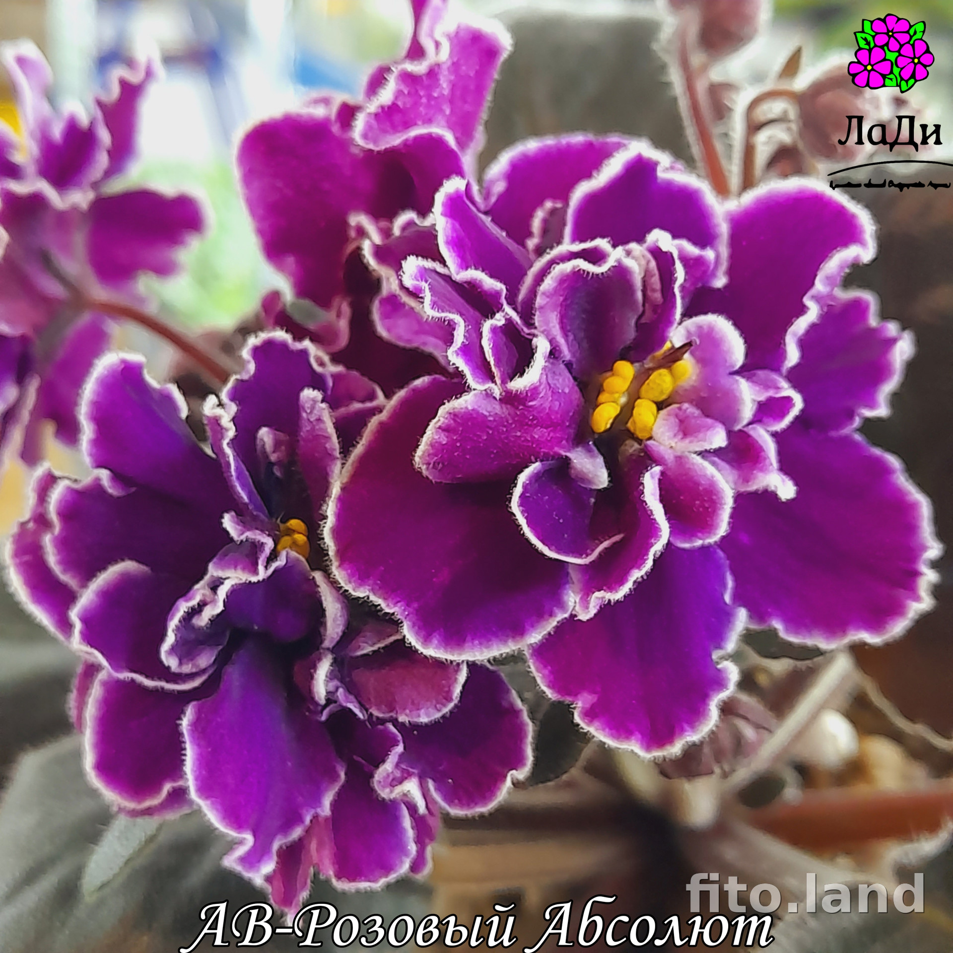 Великолепные розовые цветы