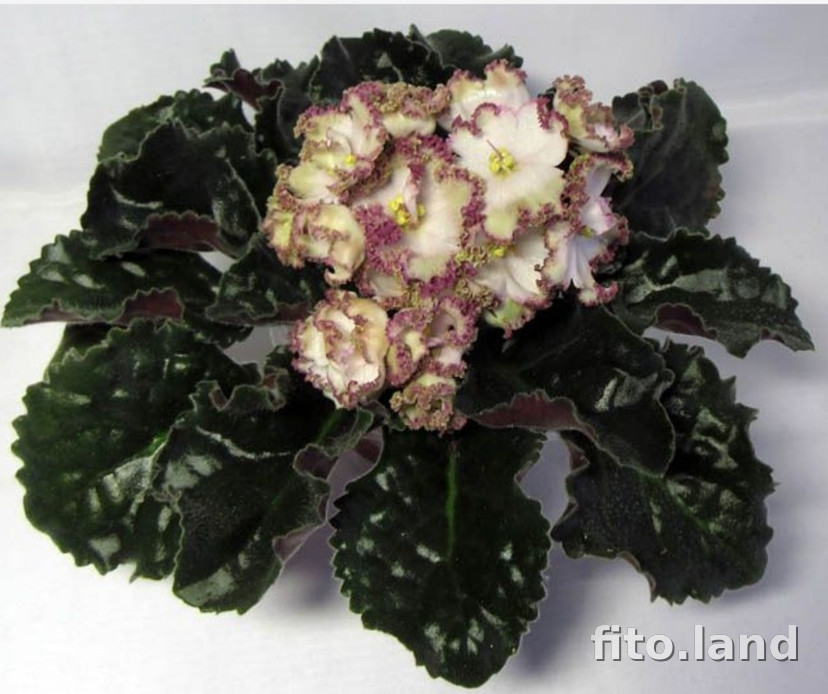 Фиалка бронзовый. Дн бронзовый век люкс фиалка. Сенполия dn 259. Dn бронзовый век люкс фиалка. Фиалка бронзовый век люкс.