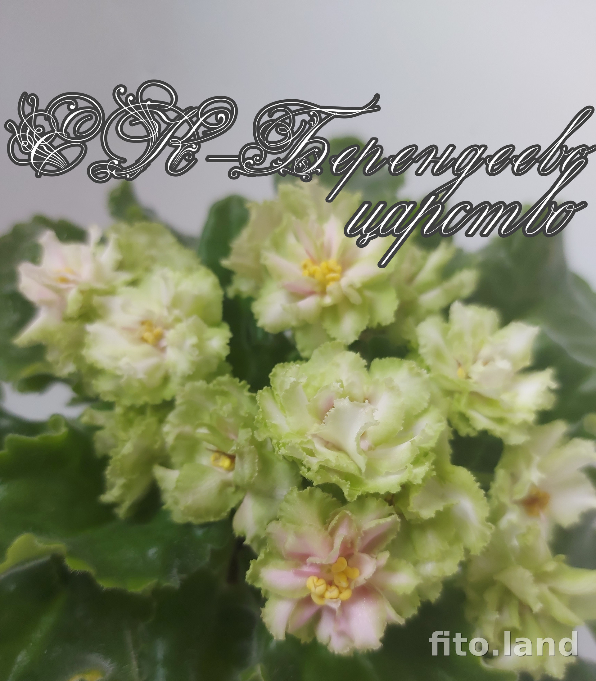 Фиалка ек озеро лотосов