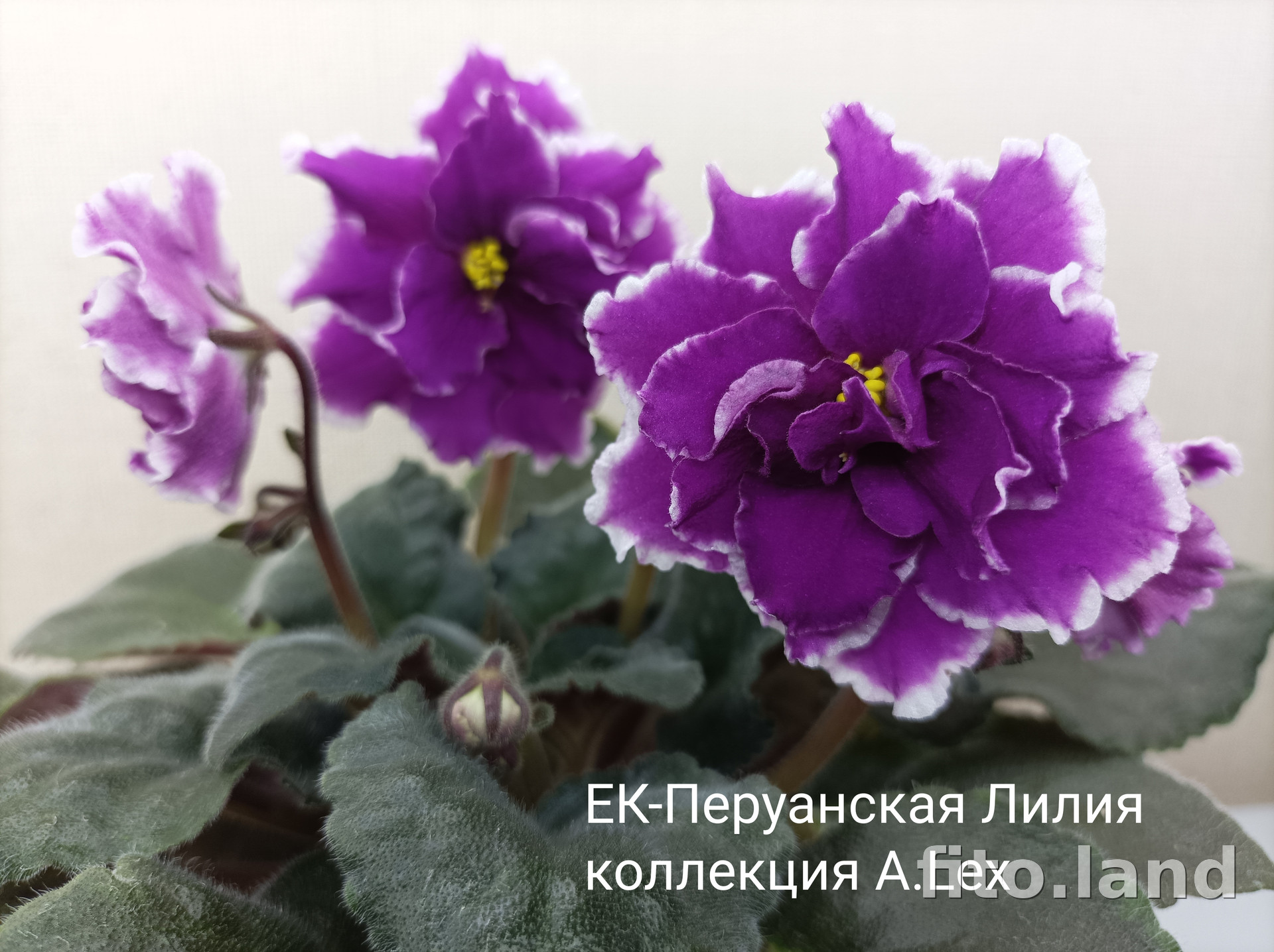 Фиалка Перуанская Лилия Фото
