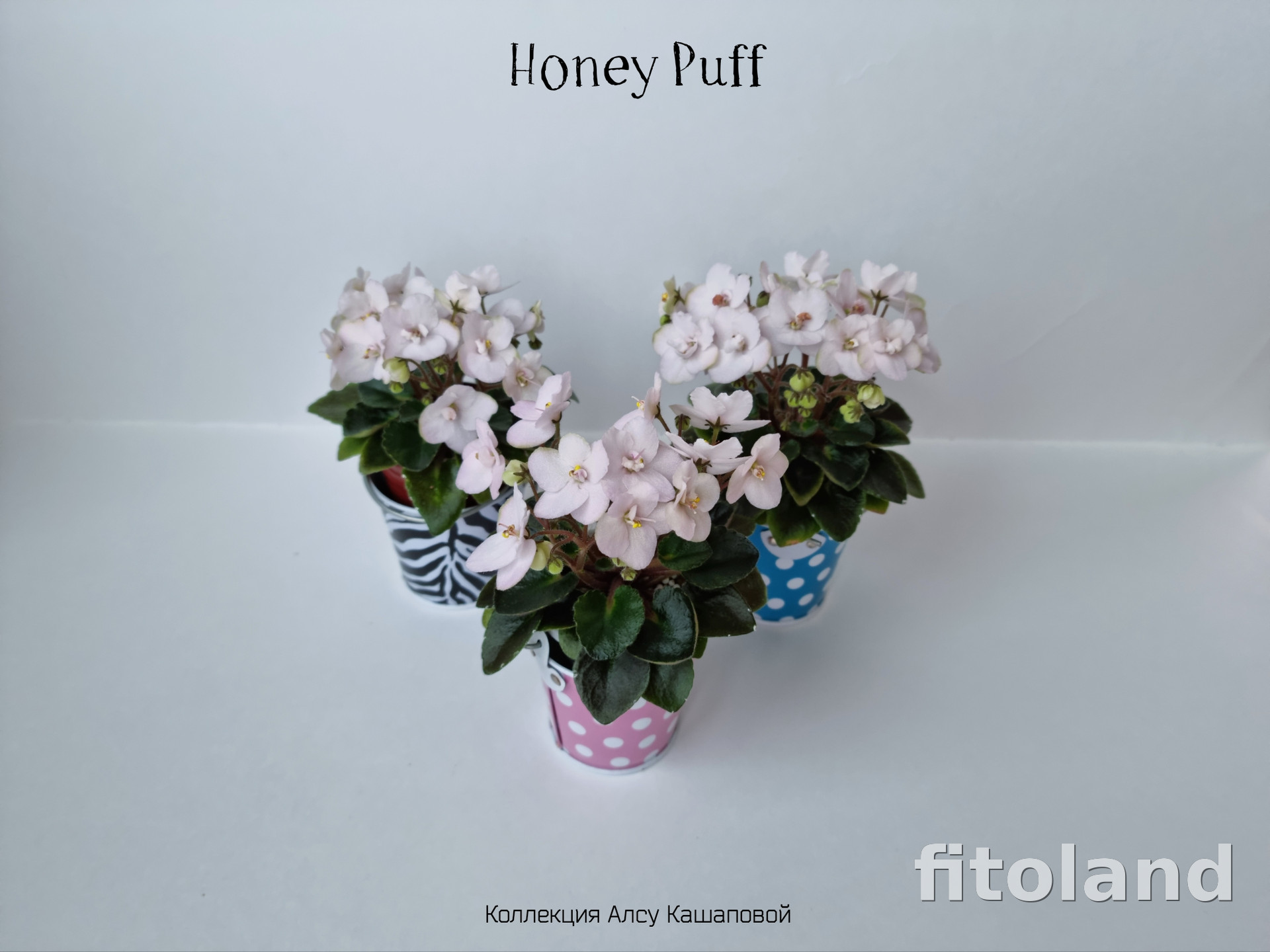Honey puff фиалка фото и описание