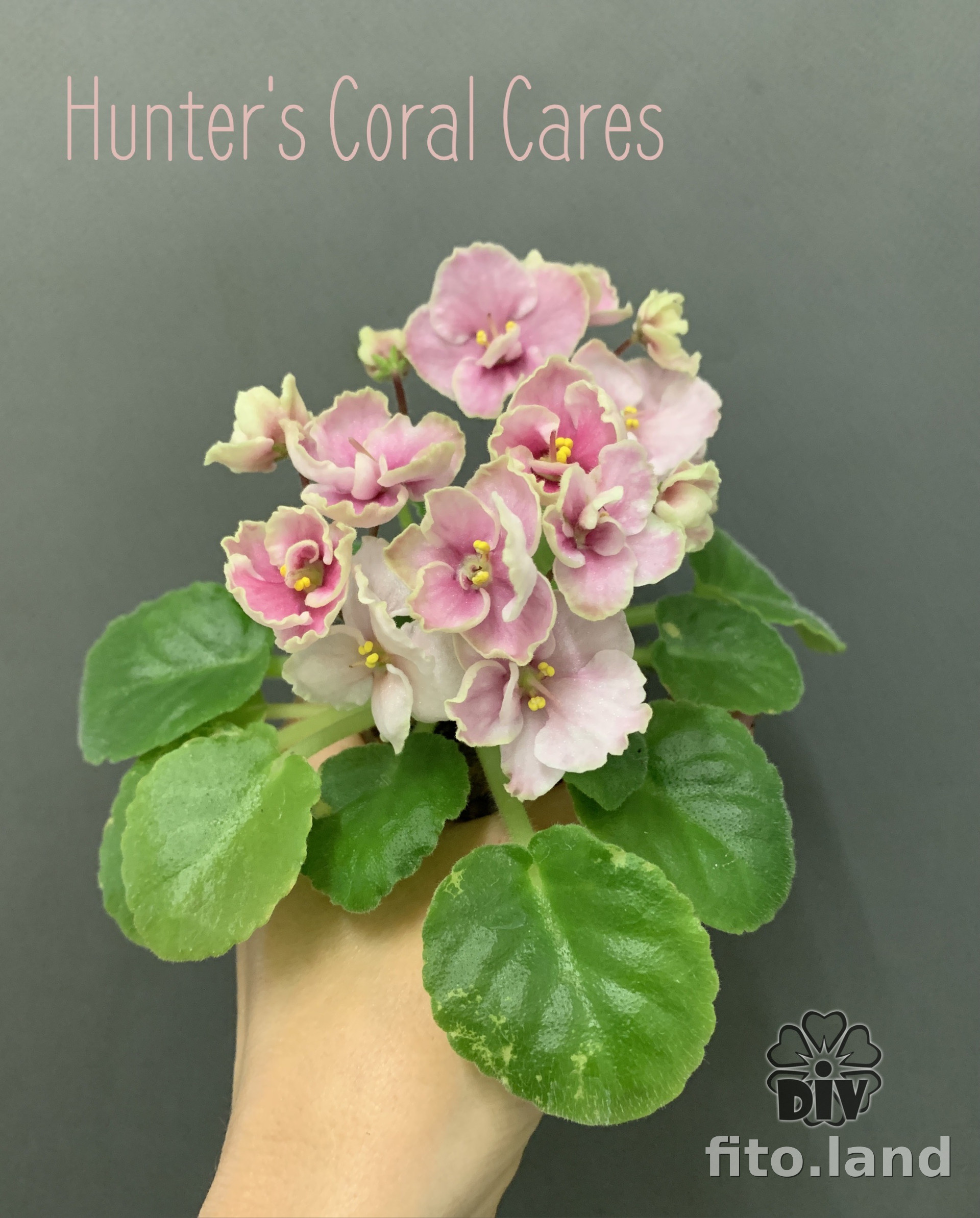 Фиалка hunter s pink camo фото