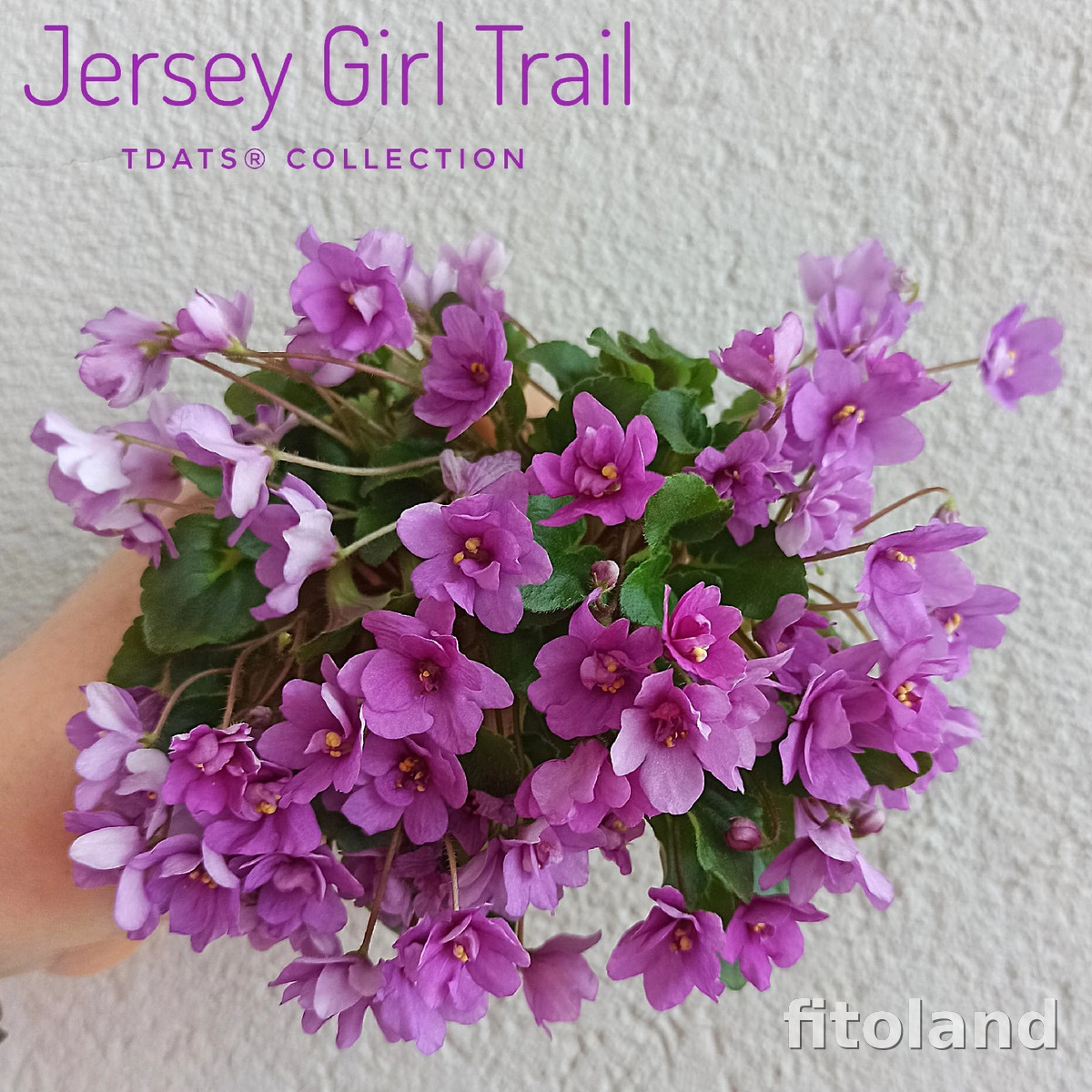 Фиалка jersey girl trail фото