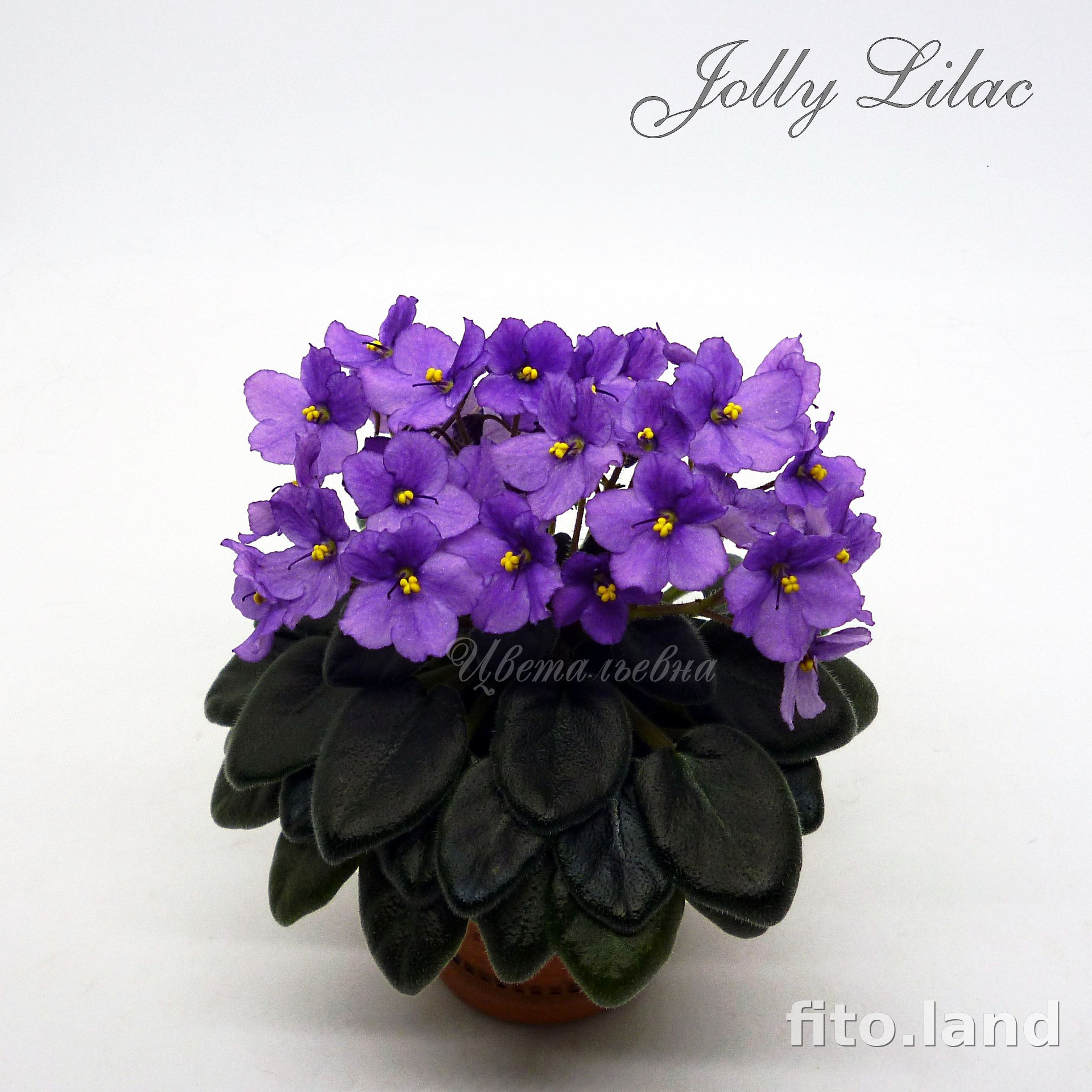 Фиалка jolly blue bells фото и описание