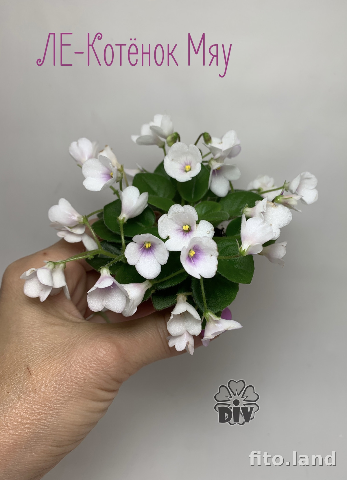 Котенок фиалка. Фиалка котенок мяу. Мини фиалка котенок гав. Фиалка котенок мяу. Фиалка н котенок гав.