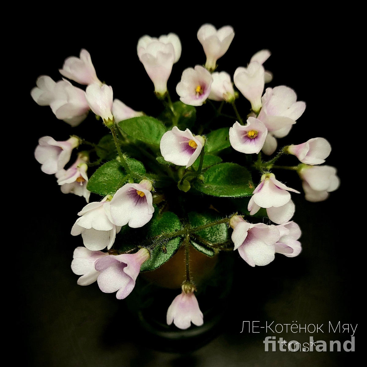 Мини фиалка котенок гав. Ле котенок мяу фиалка фото. Фиалка ле котенок мяу. Фиалка котенок мяу фото. Котёнок фиалка, или коробка с сюрпризом.