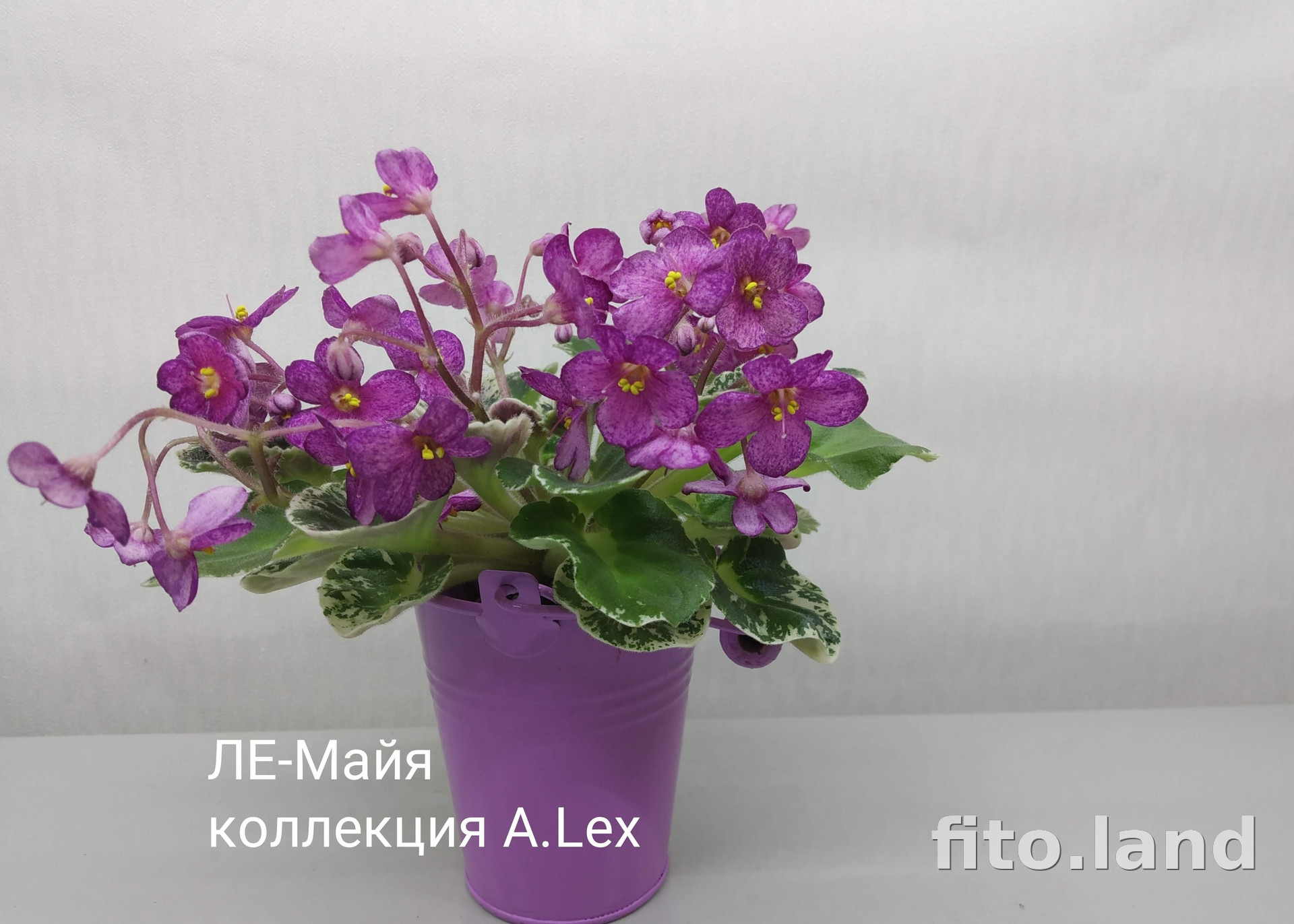 Фиалка ЛЕ-Майя