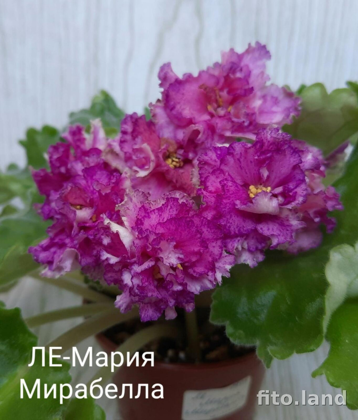 Фиалка Мария Мирабелла спорт