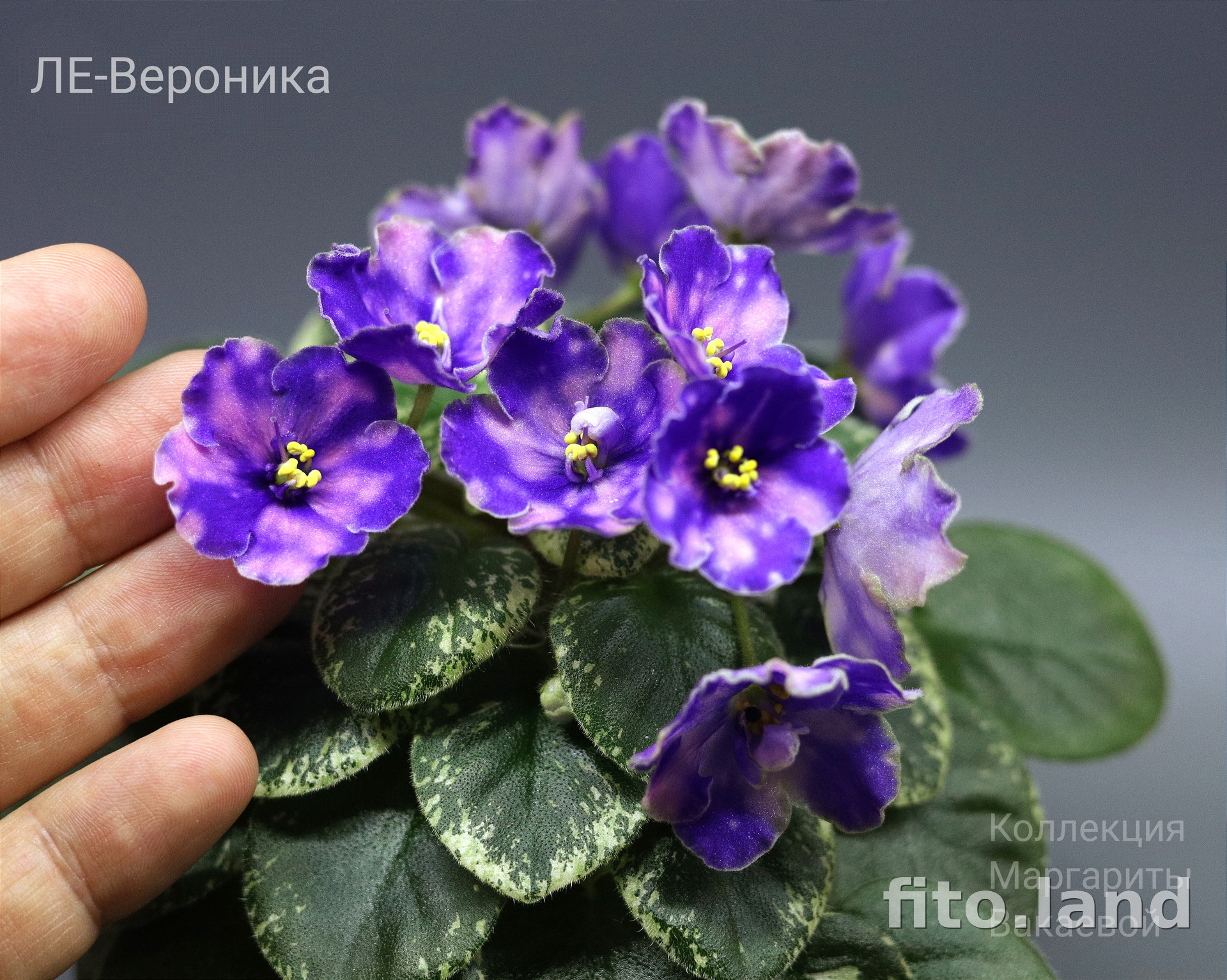 Фиалка ЛЕ-Вероника
