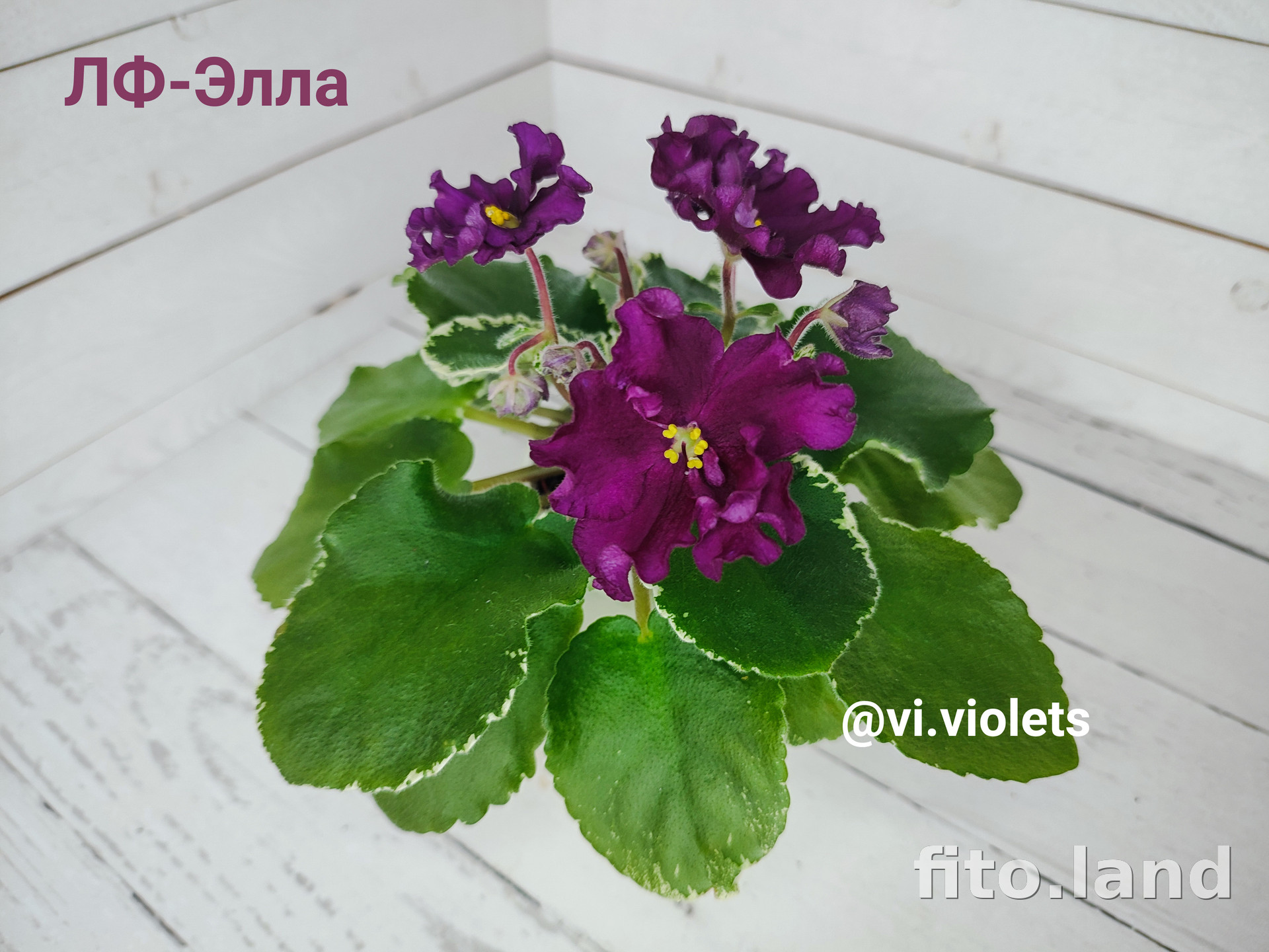 Лф катя фиалка