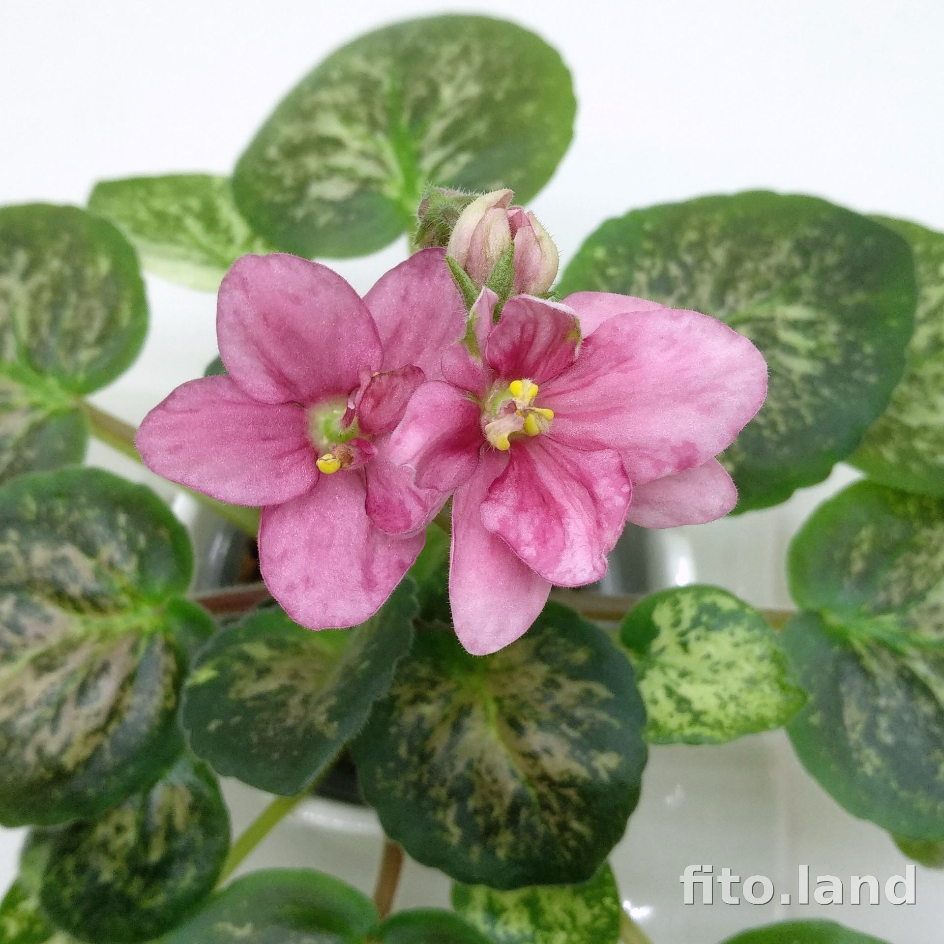 Фиалка Mac's Freckle-faced Redhead