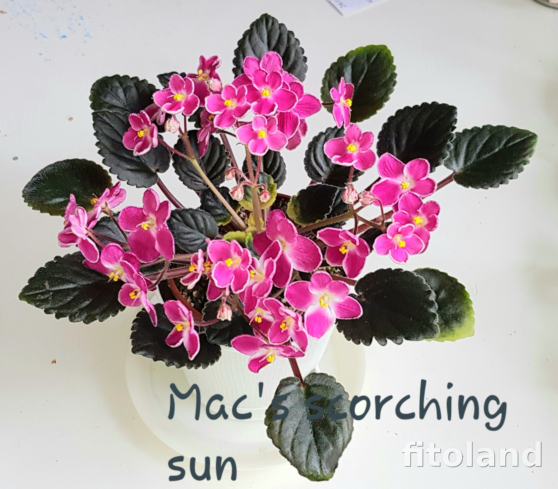 Сорта фиалок: Mac's Scorching Sun и Reigning Beauty - характеристики, названия и фото