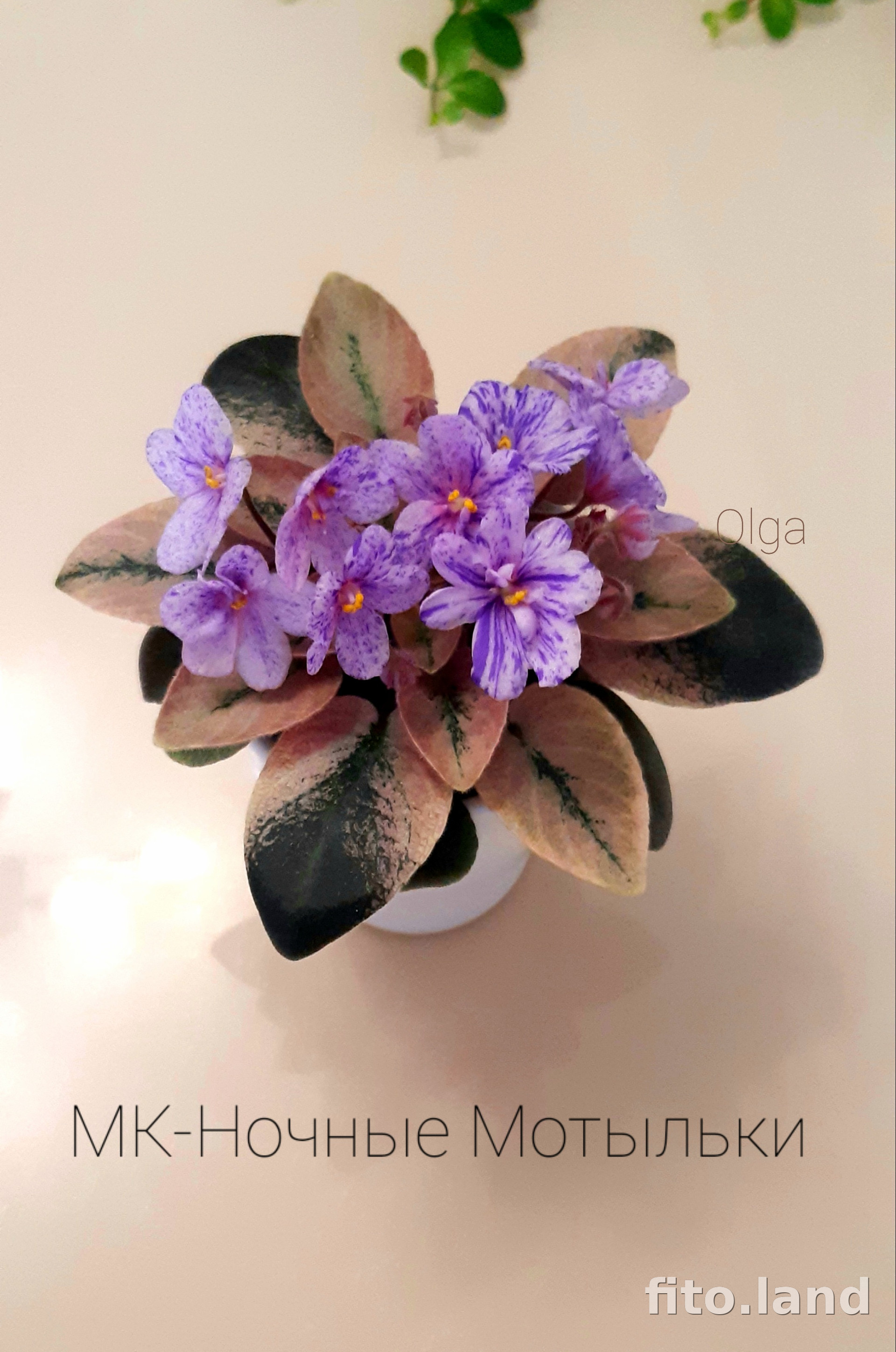 Мотылек и фиалка. Фиалка мотылек. Сенполия ват мотылек. Сорт фиалки ват мотылек. Ват мотылек.