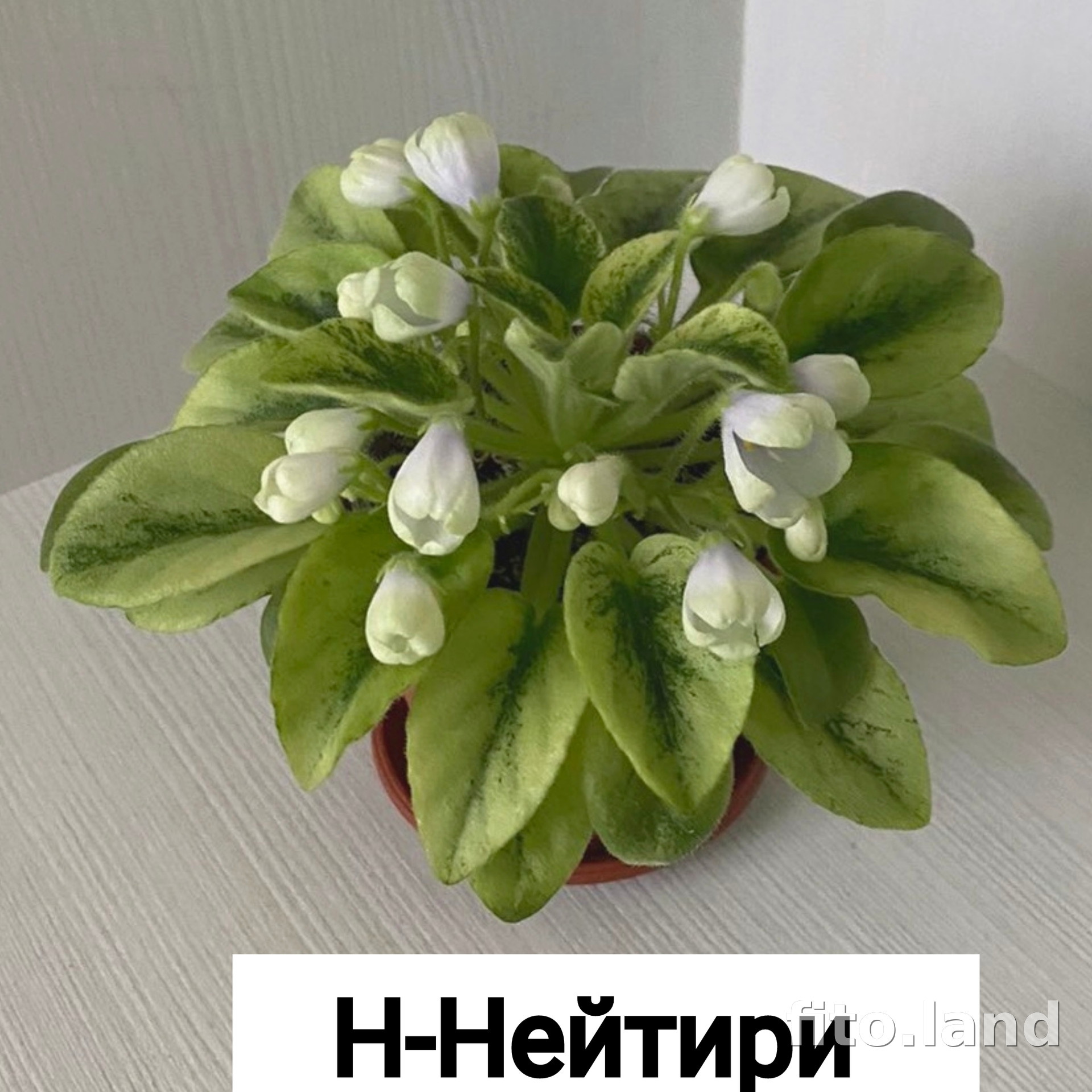 Фиалка н чук