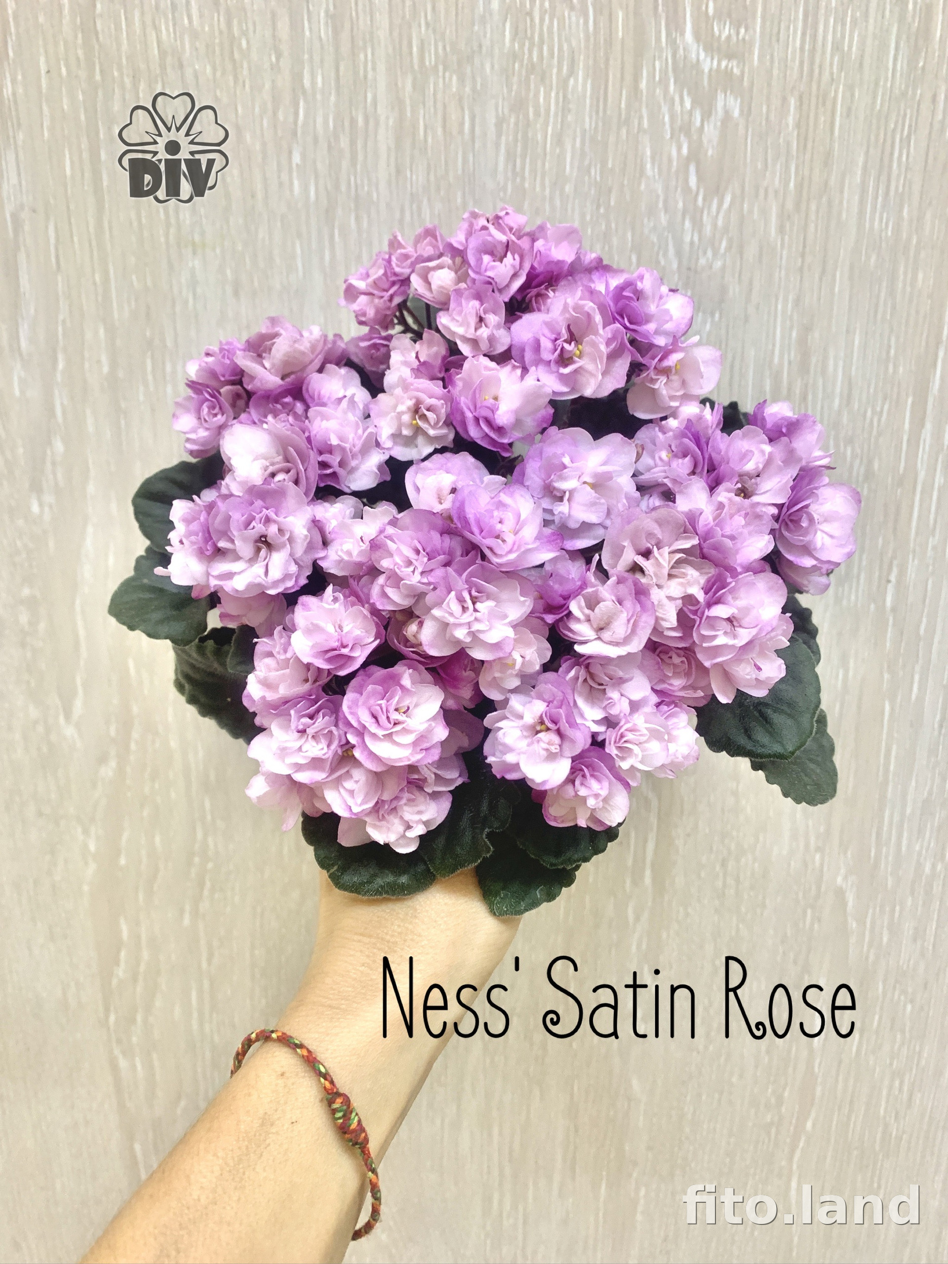 Фиалка Ness Satin Rose