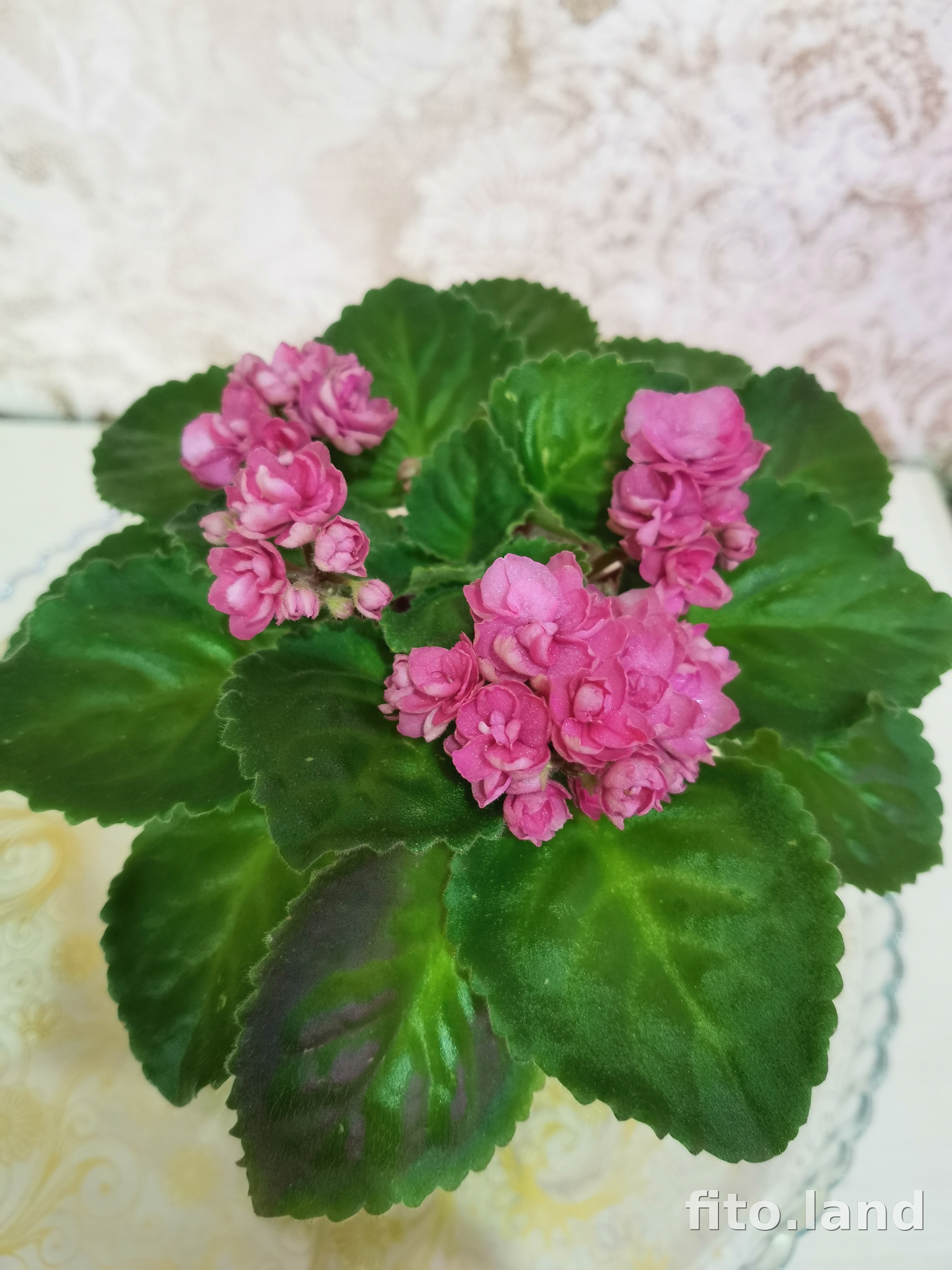 Клубничный капкейк фиалка