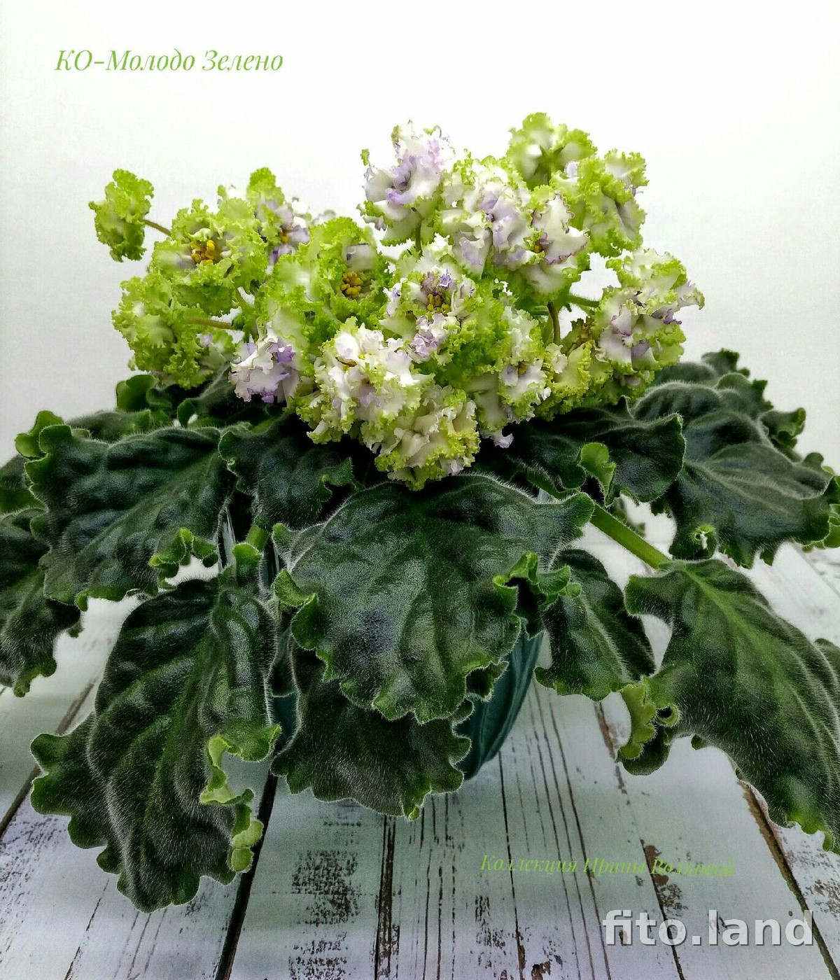 Pin by Алексей Папович on Понравились African violets, Green flowers, Plants