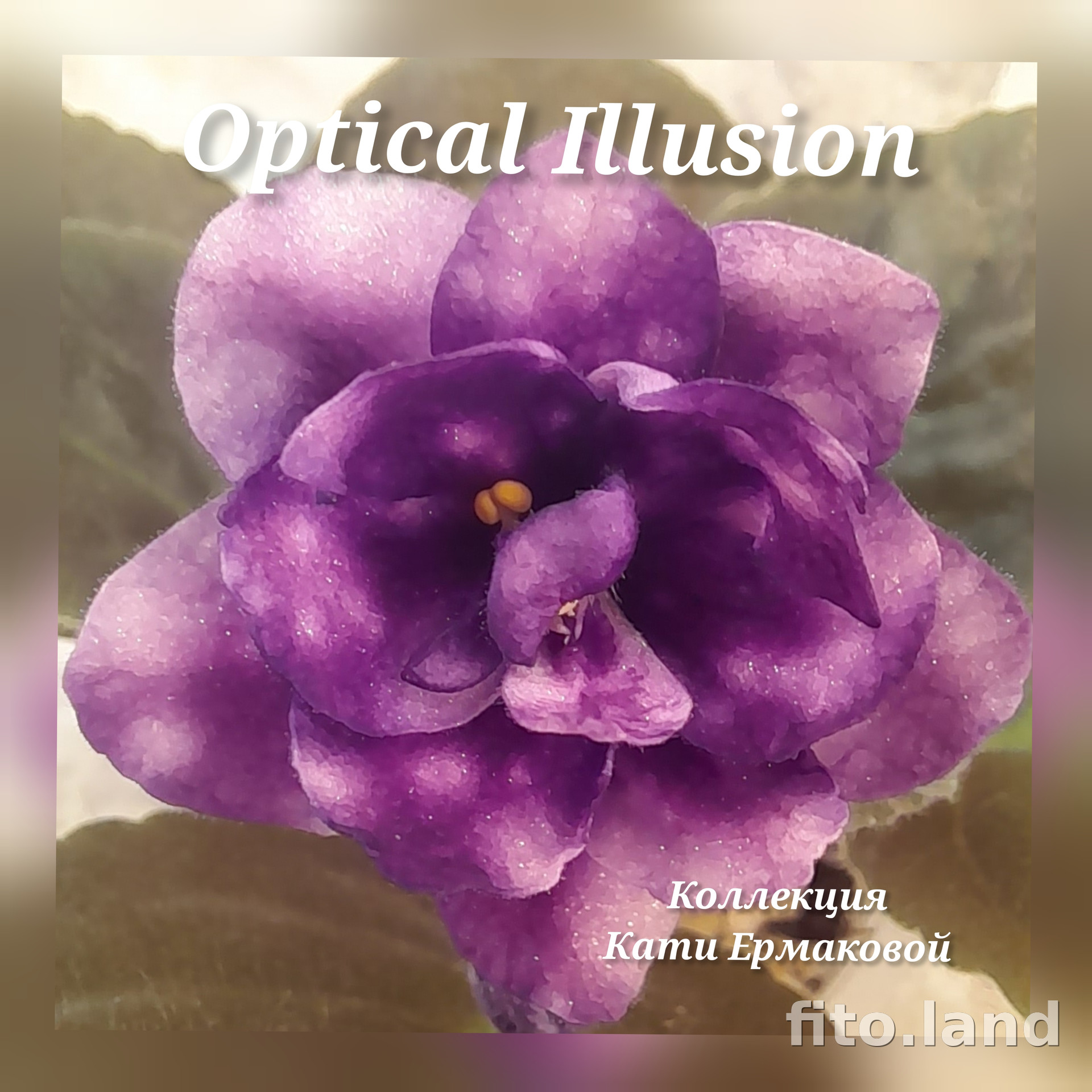 Фиалка Optical Illusion