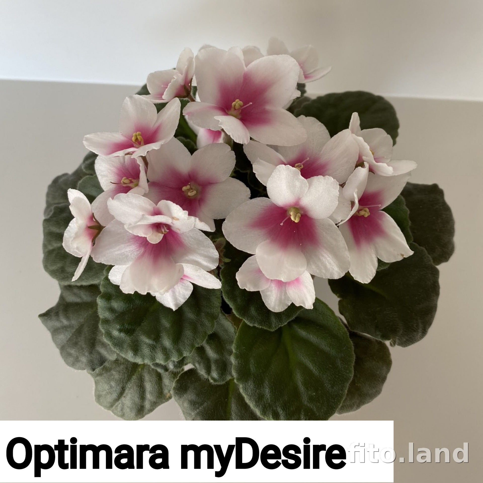 Фиалка Optimara myDesire