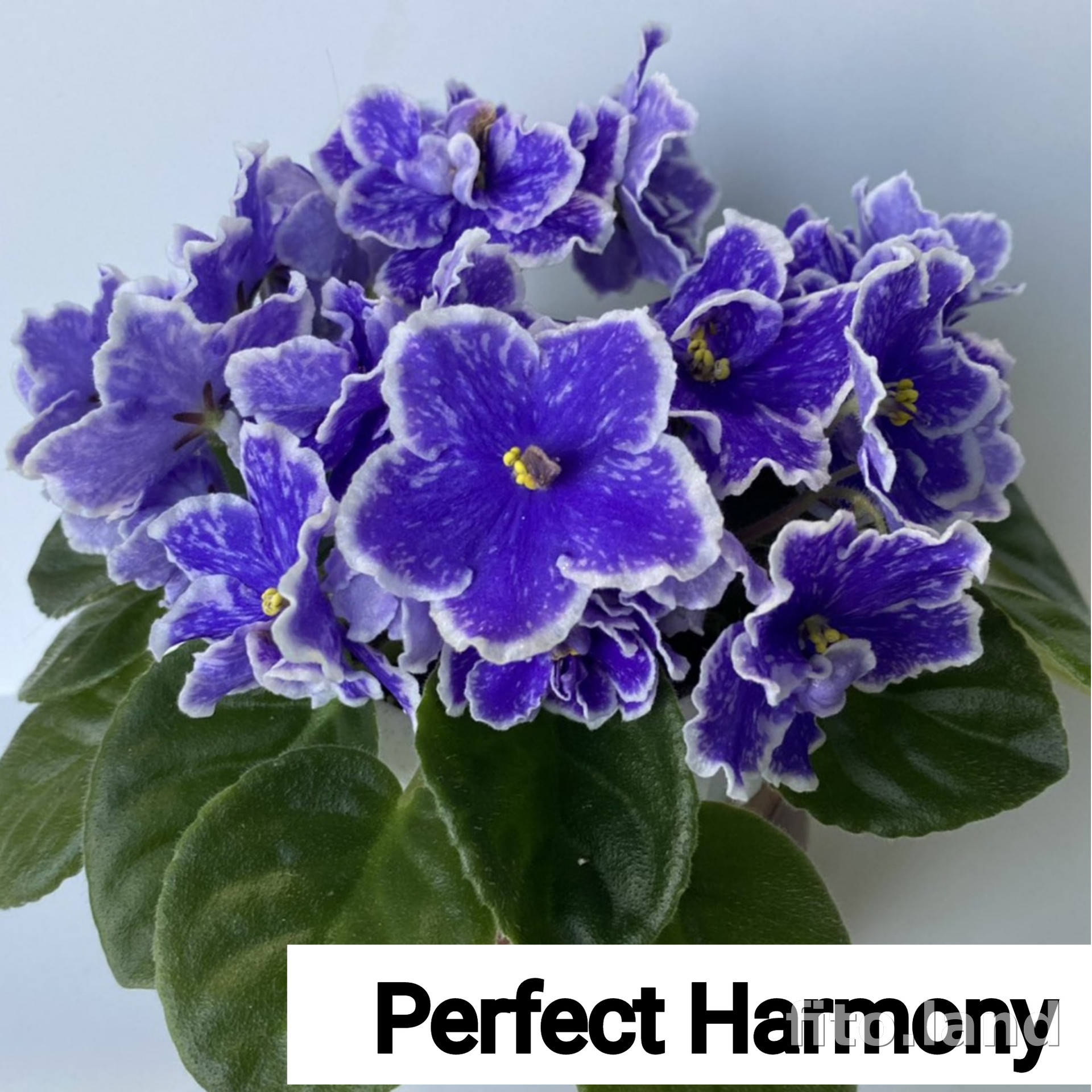 Perfect harmony