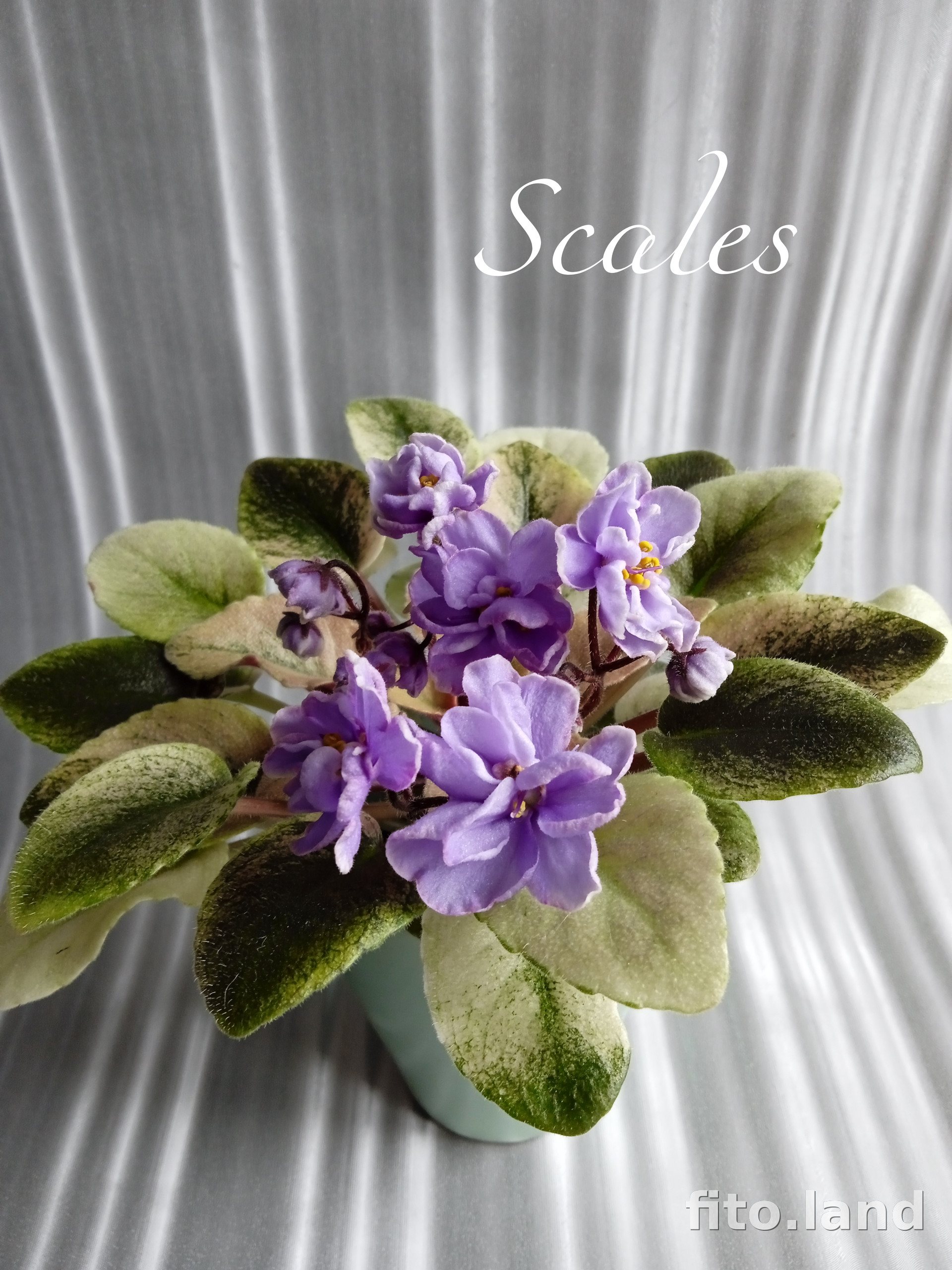 Scales фиалка фото