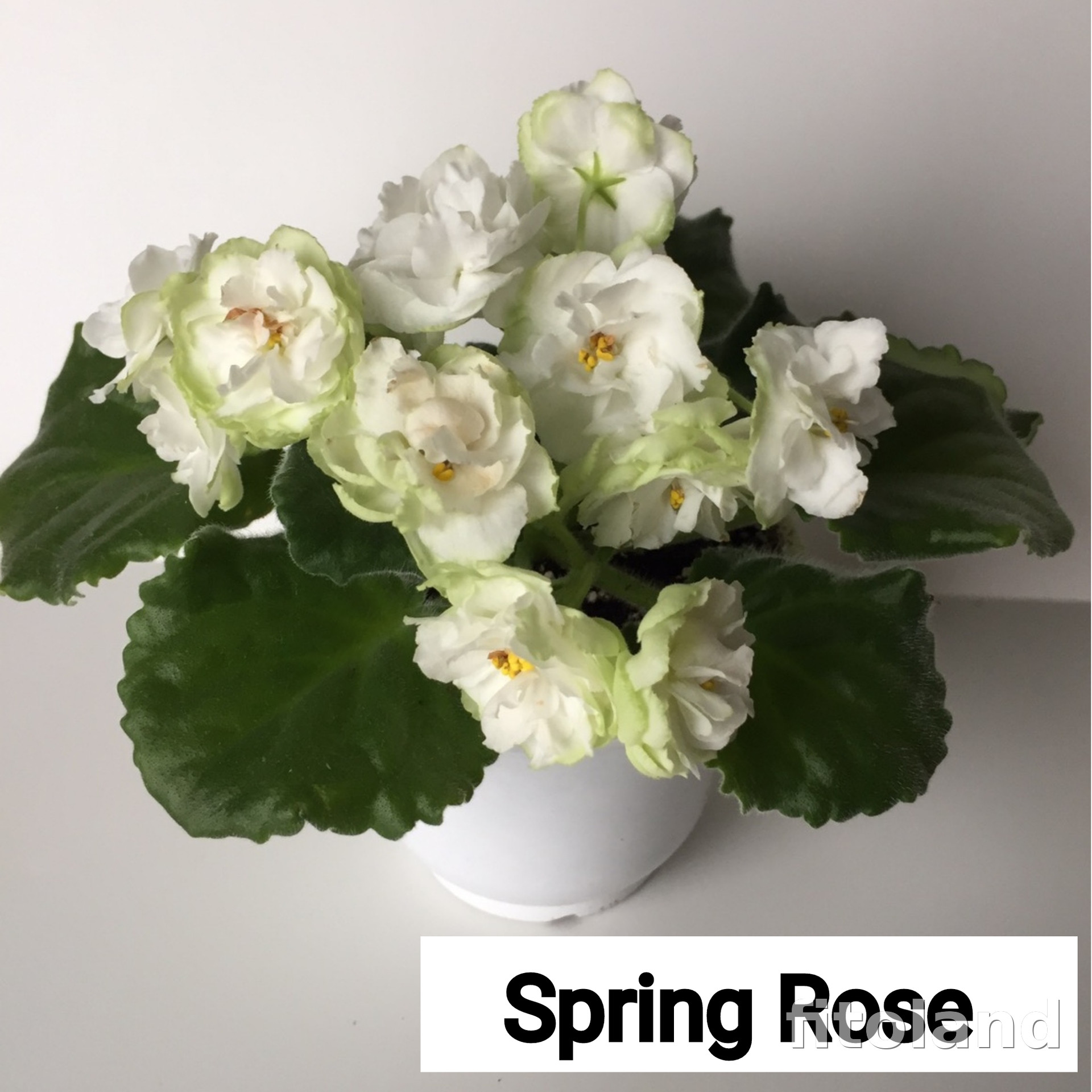 Фиалка Spring Rose