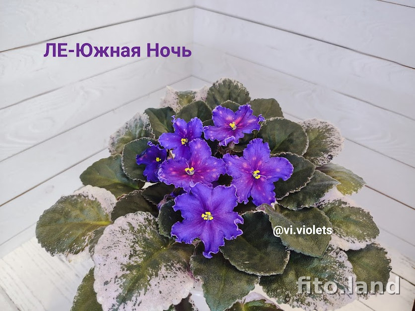 Фиалка ЛЕ-Южная Ночь