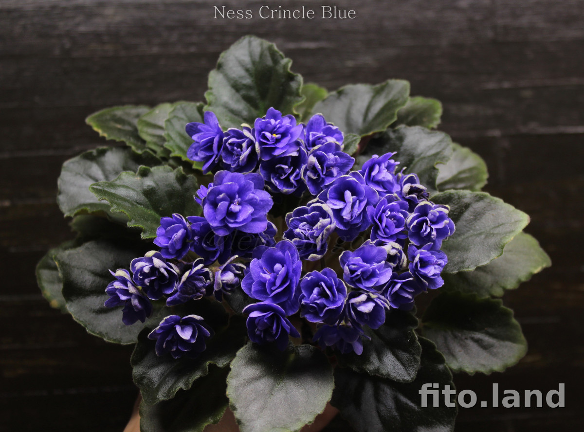 Фиалка Ness' Crinkle Blue