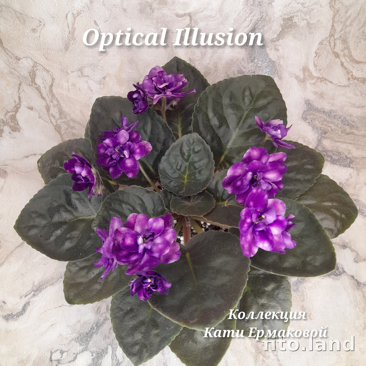 Фиалка Optical Illusion