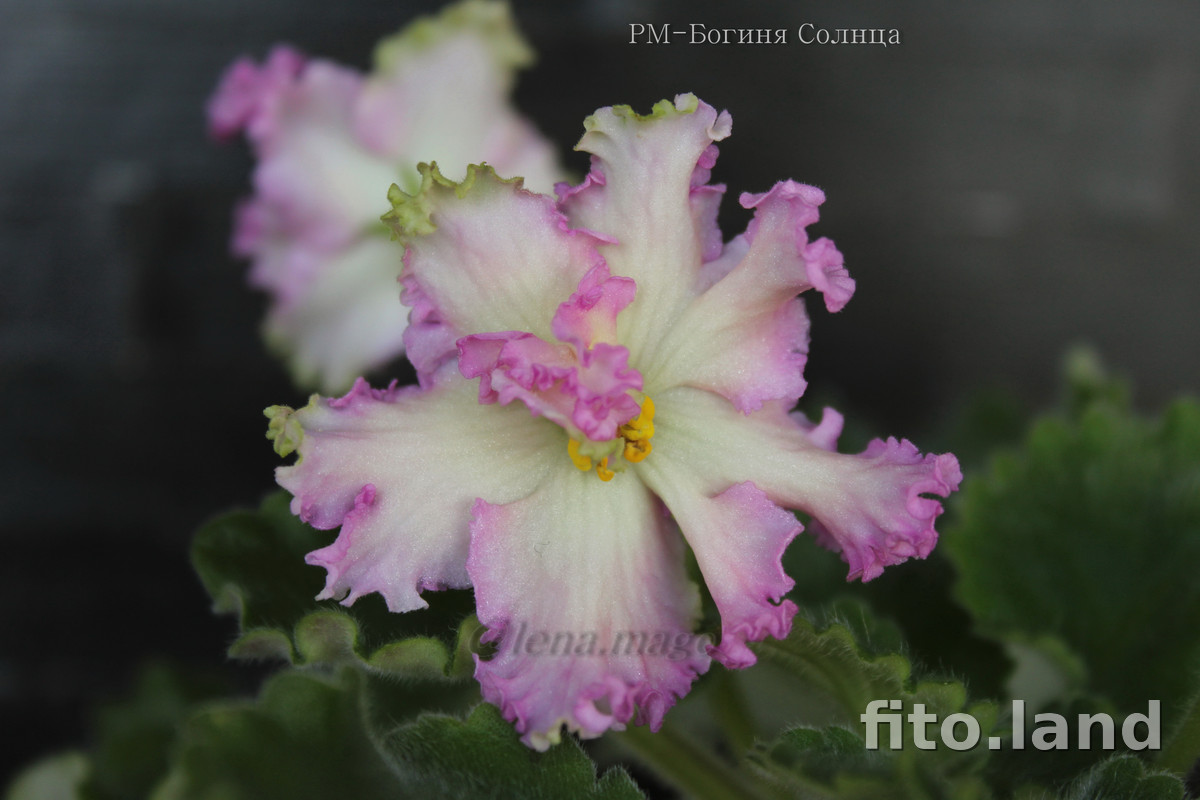 Фиалка РМ-Богиня Солнца