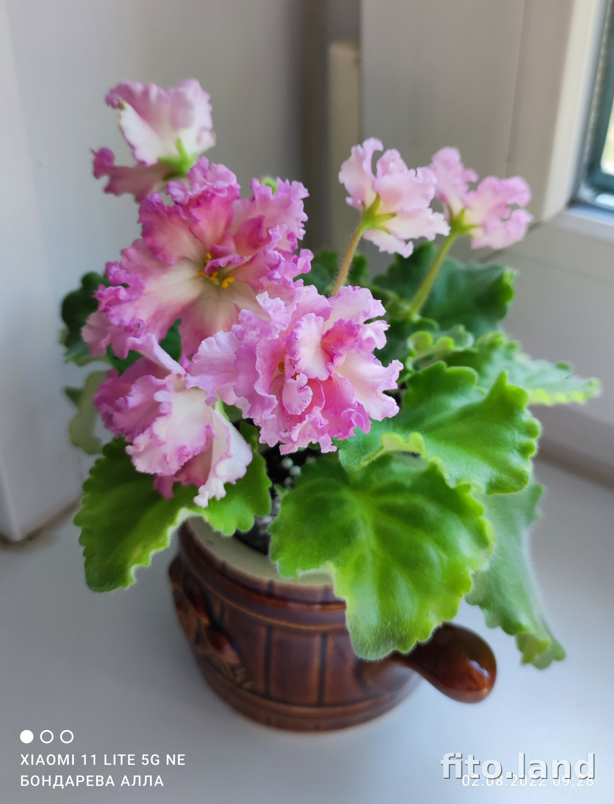 Фиалка РМ-Богиня Солнца