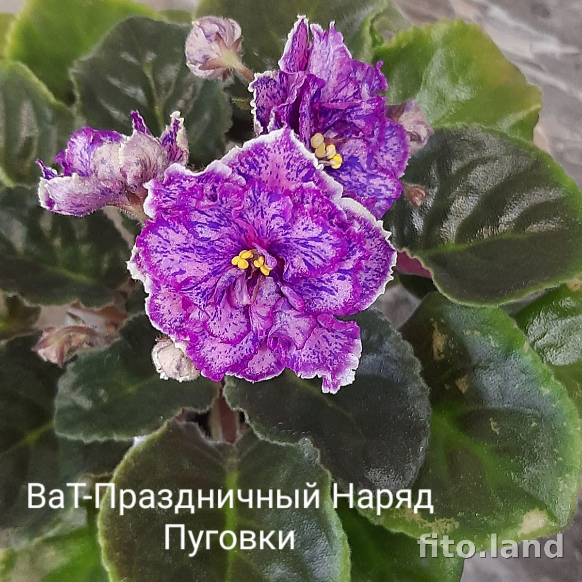 Фиалка ВаТ-Праздничный Наряд Пуговки