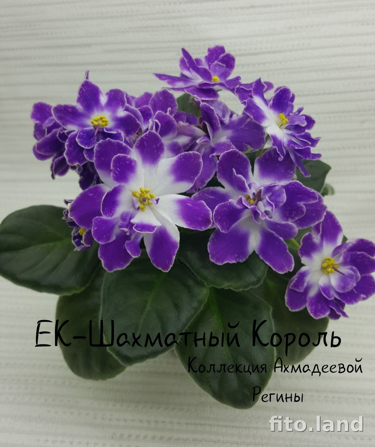 Фиалка ЕК-Шахматный Король