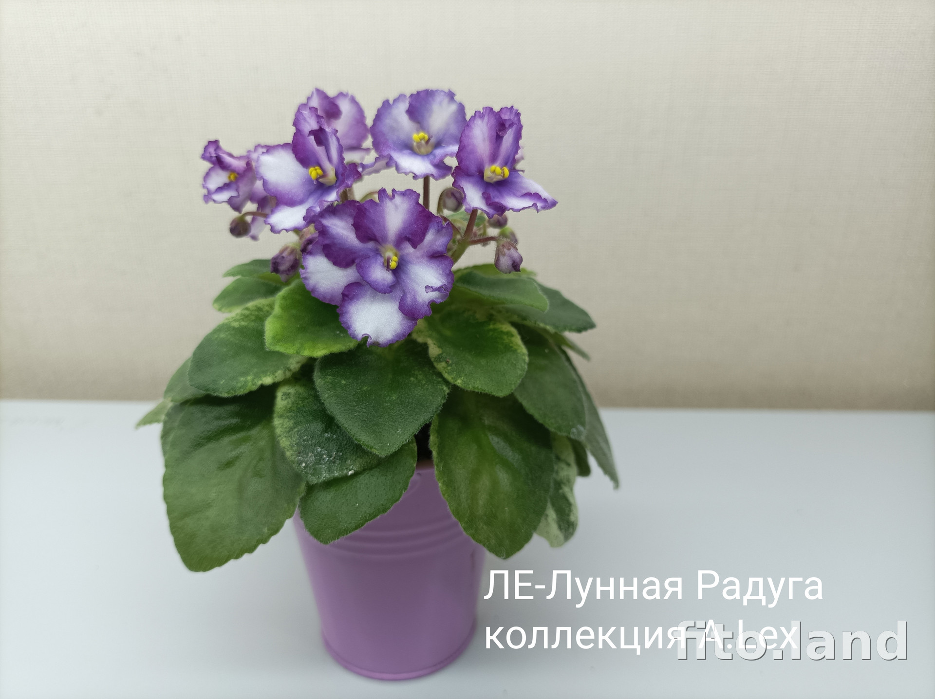Фиалка ЛЕ-Лунная Радуга