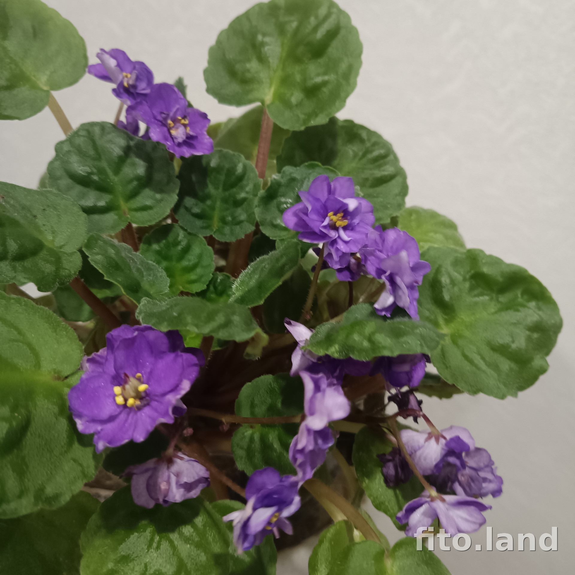 Фиалка 23-Река Амур, фото