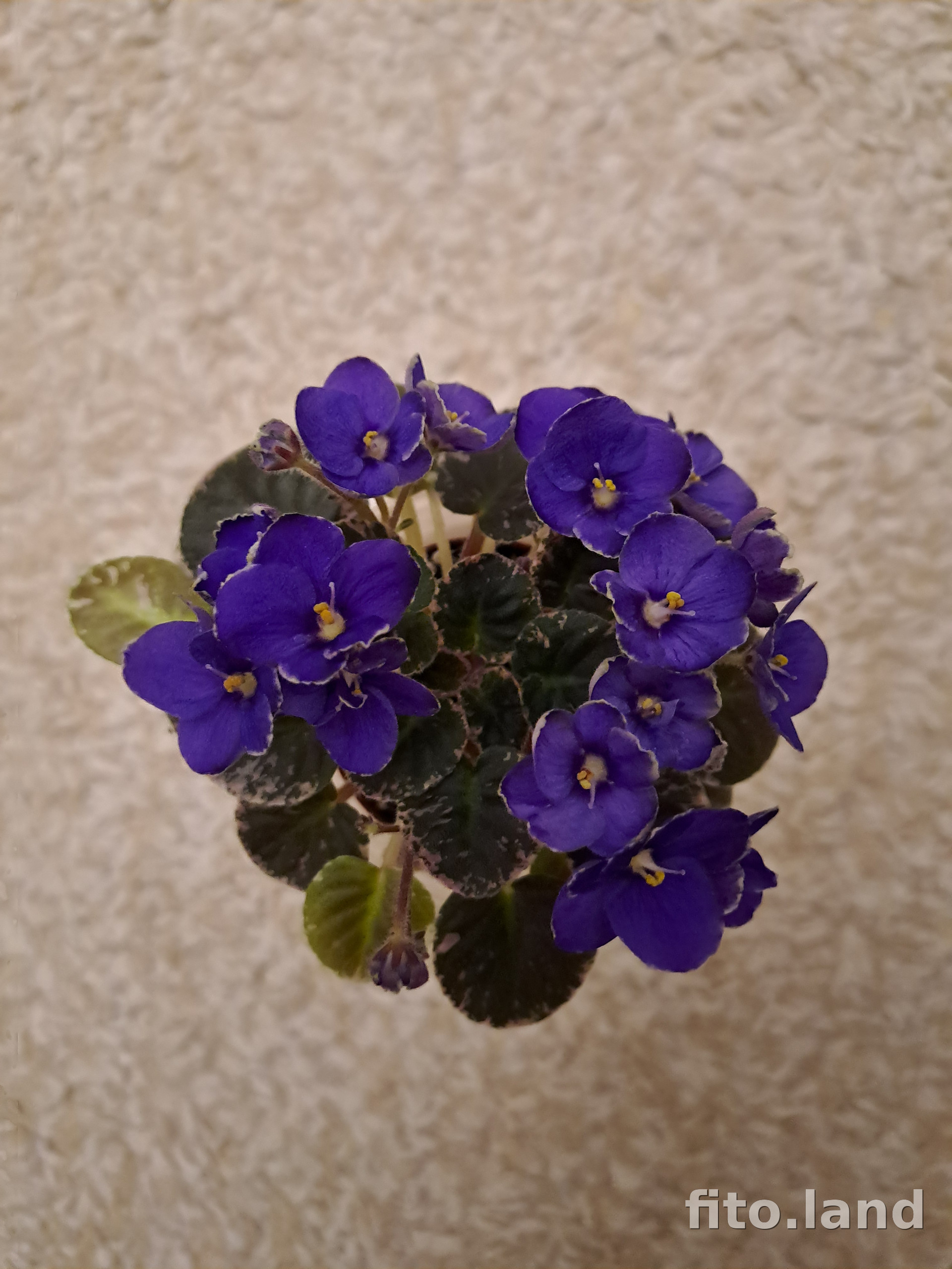 Фиалка Aca's Daphne, фото
