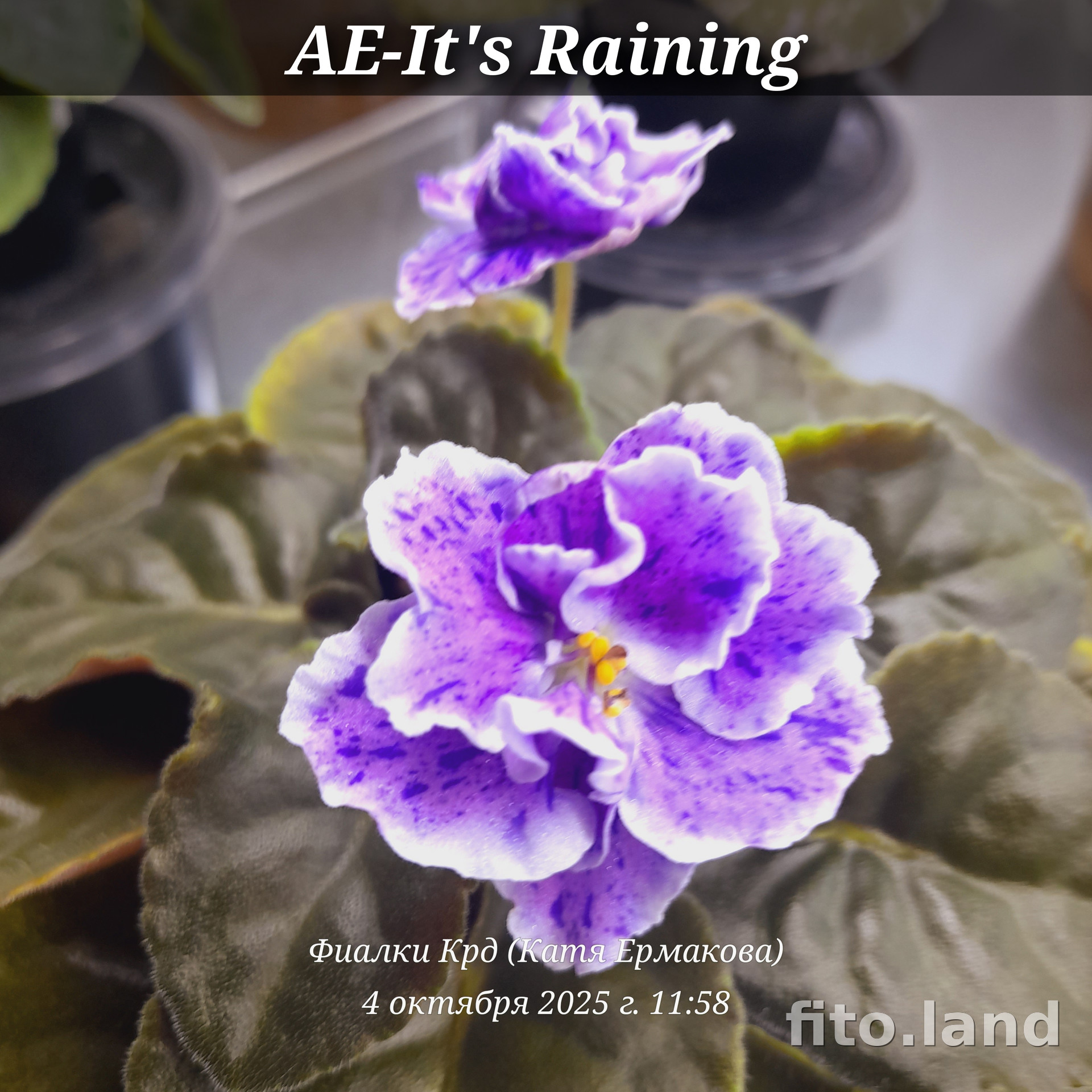 Фиалка АЕ-It's Raining, фото