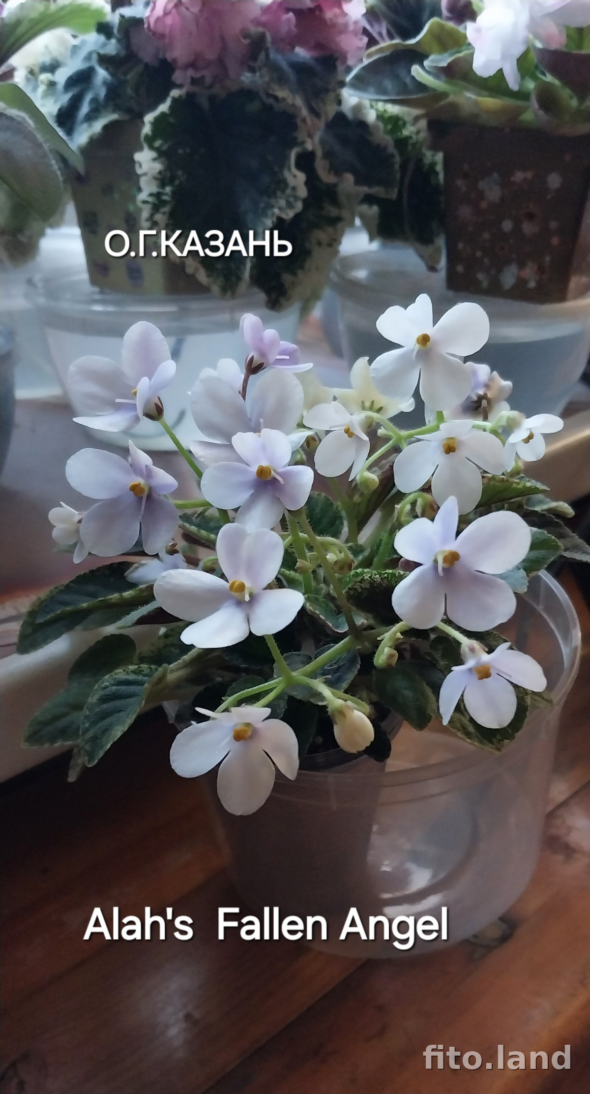 Фиалка Alan's Fallen Angel, фото