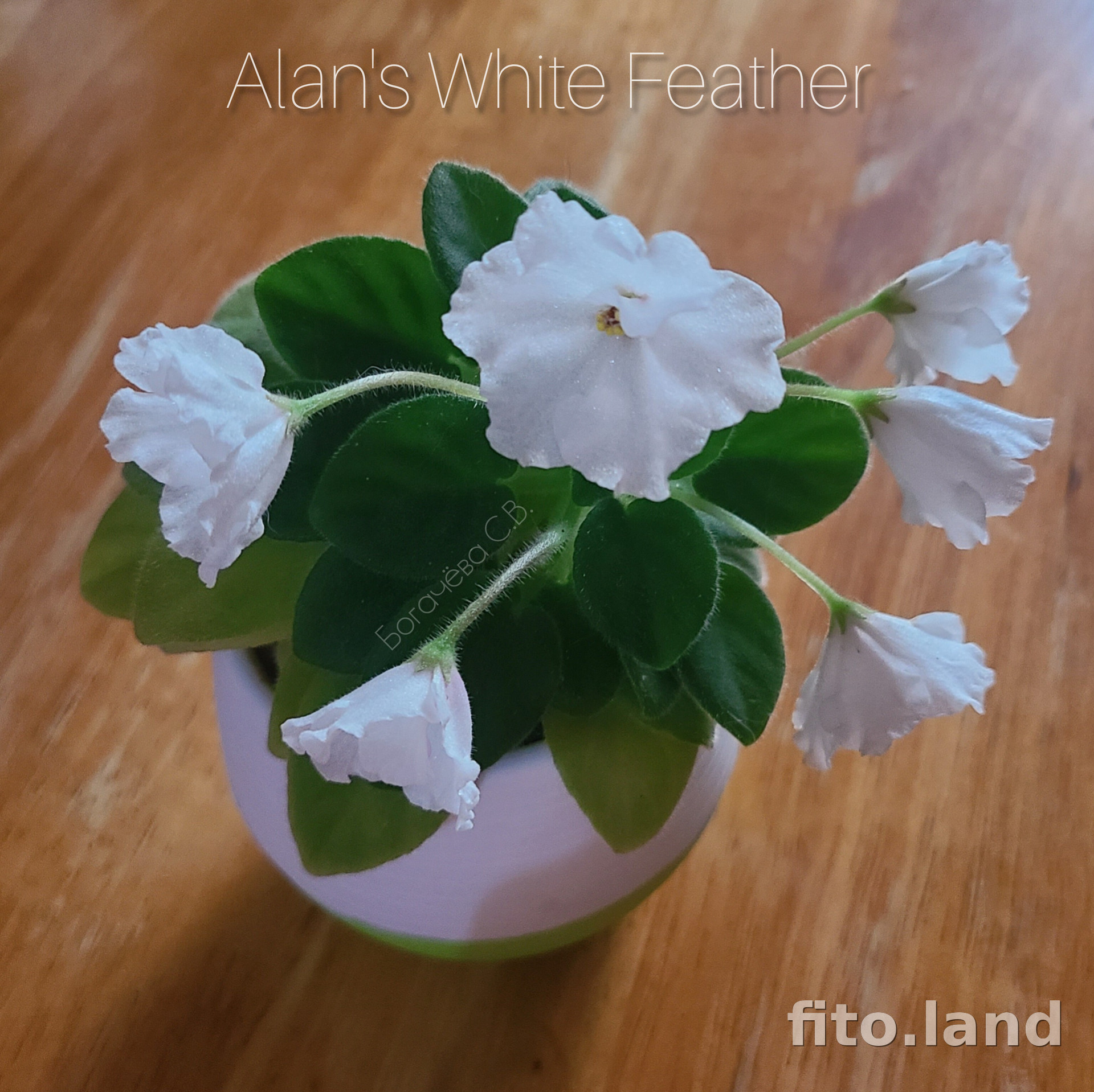 Фиалка Alan's White Feather, фото