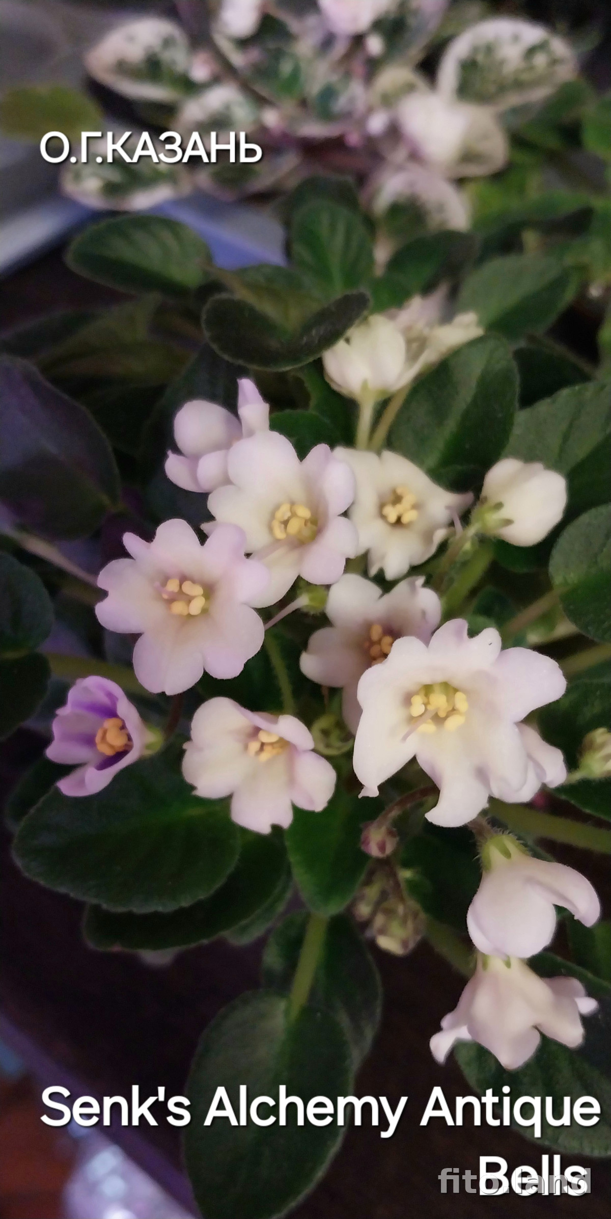 Фиалка Alchemy Antique Bells, фото