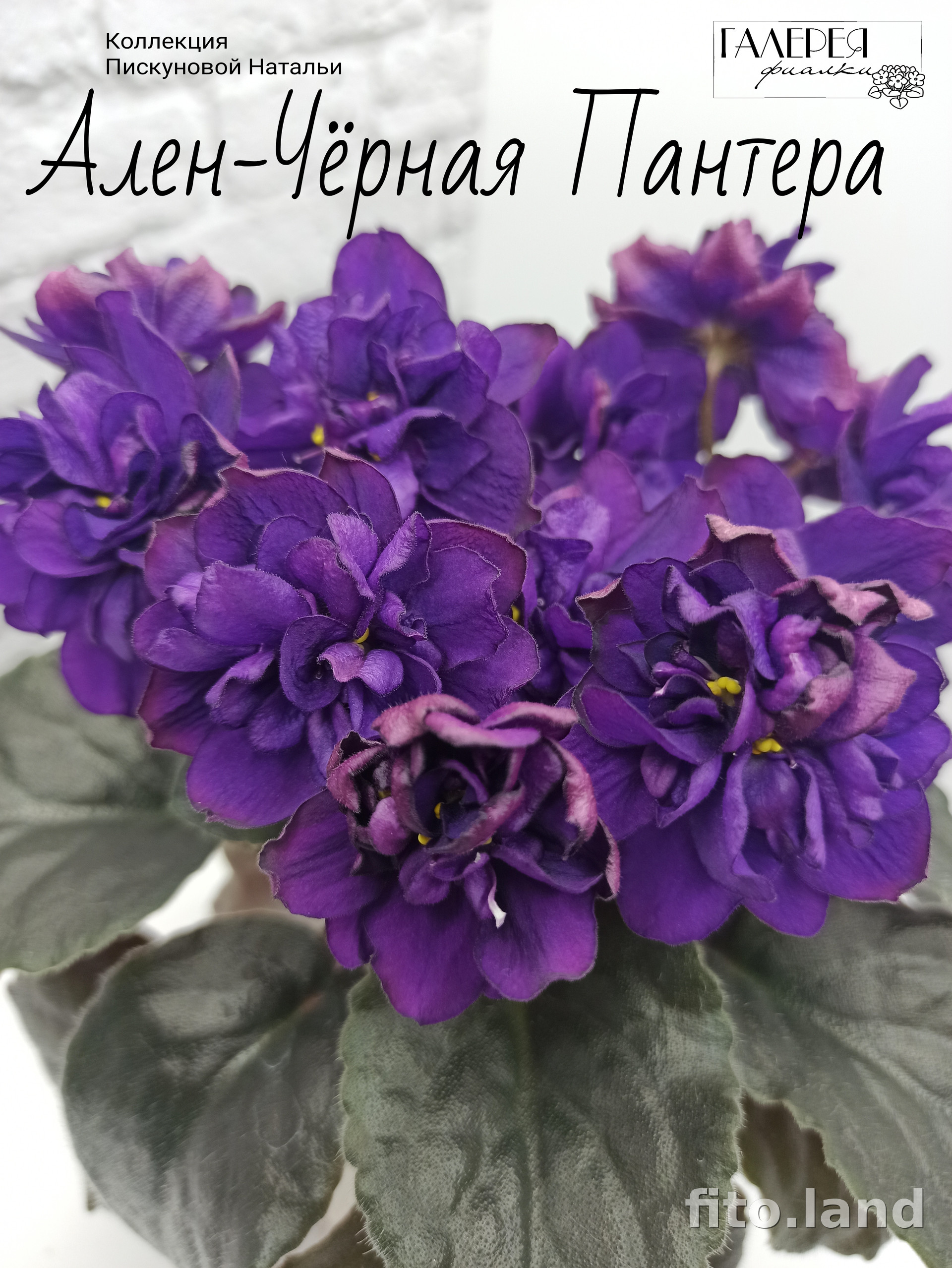Фиалка Ален-Чёрная Пантера, фото