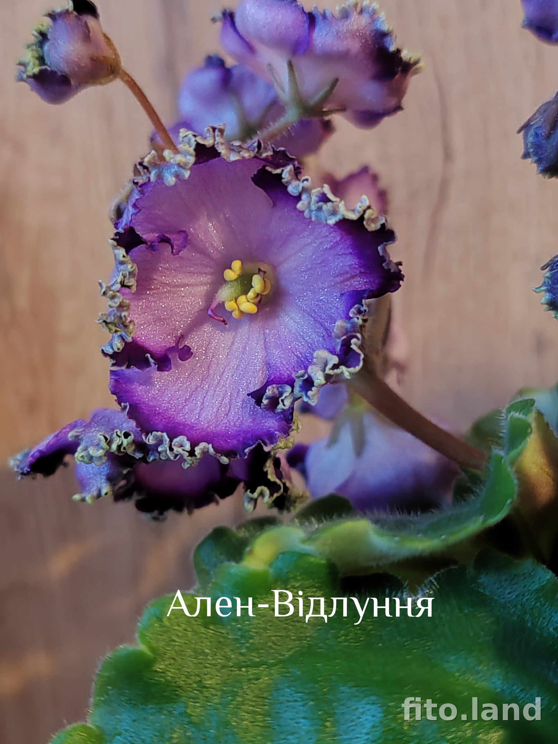 Фиалка Ален-Вiдлуння, фото