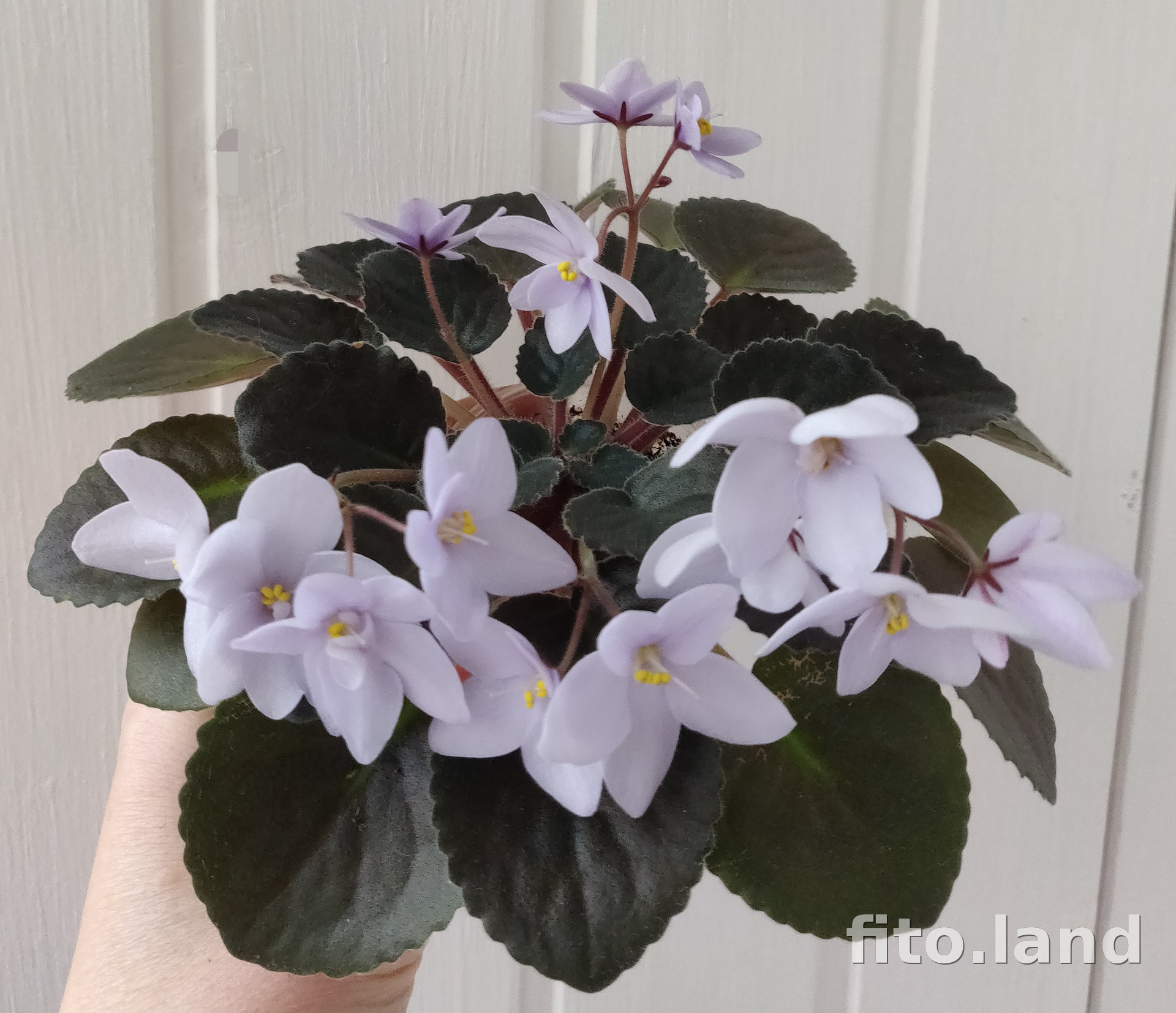 Фиалка Allegro Chicory Charm, фото