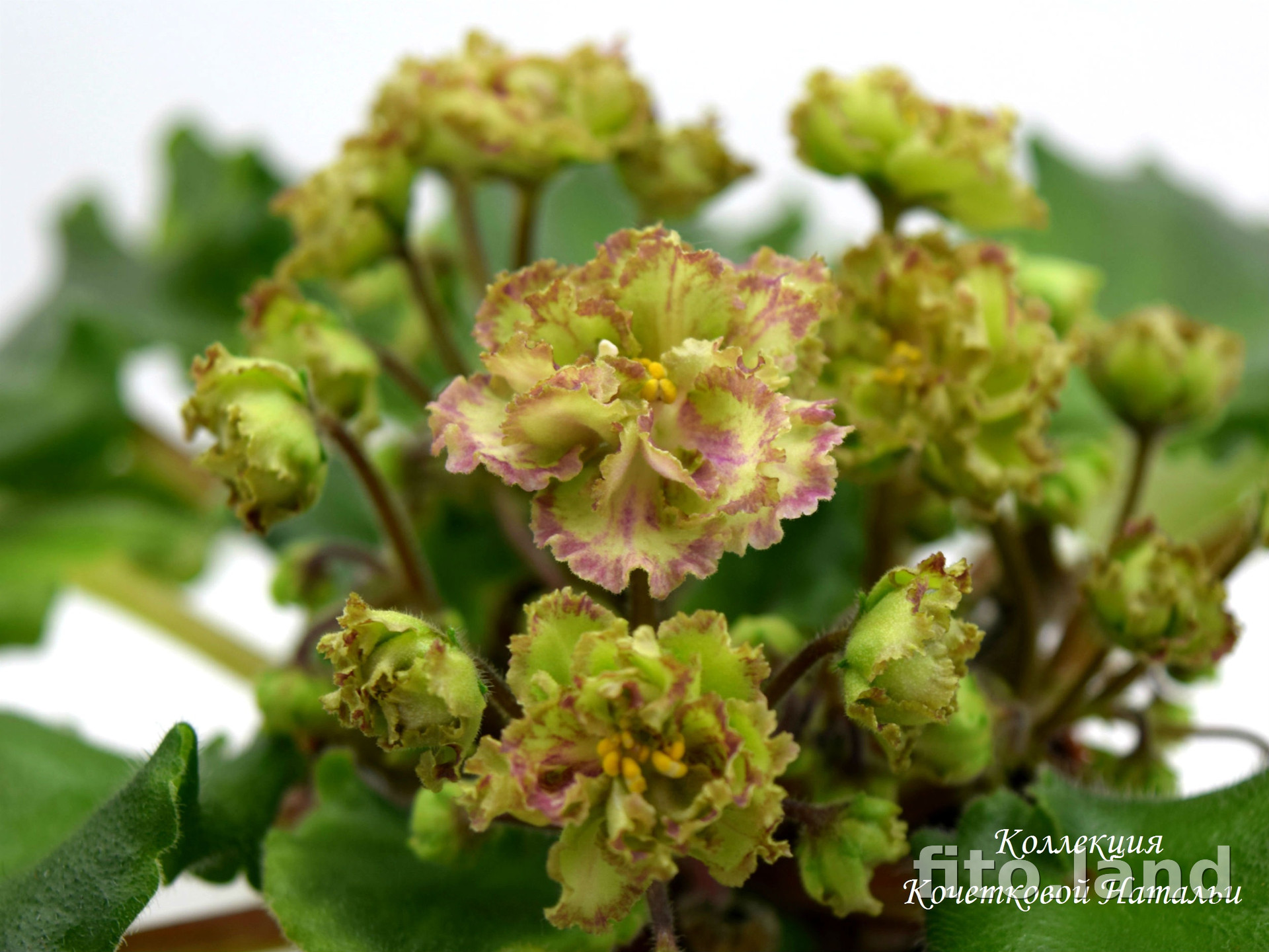 Фиалка Allegro Pink Pistachio, фото