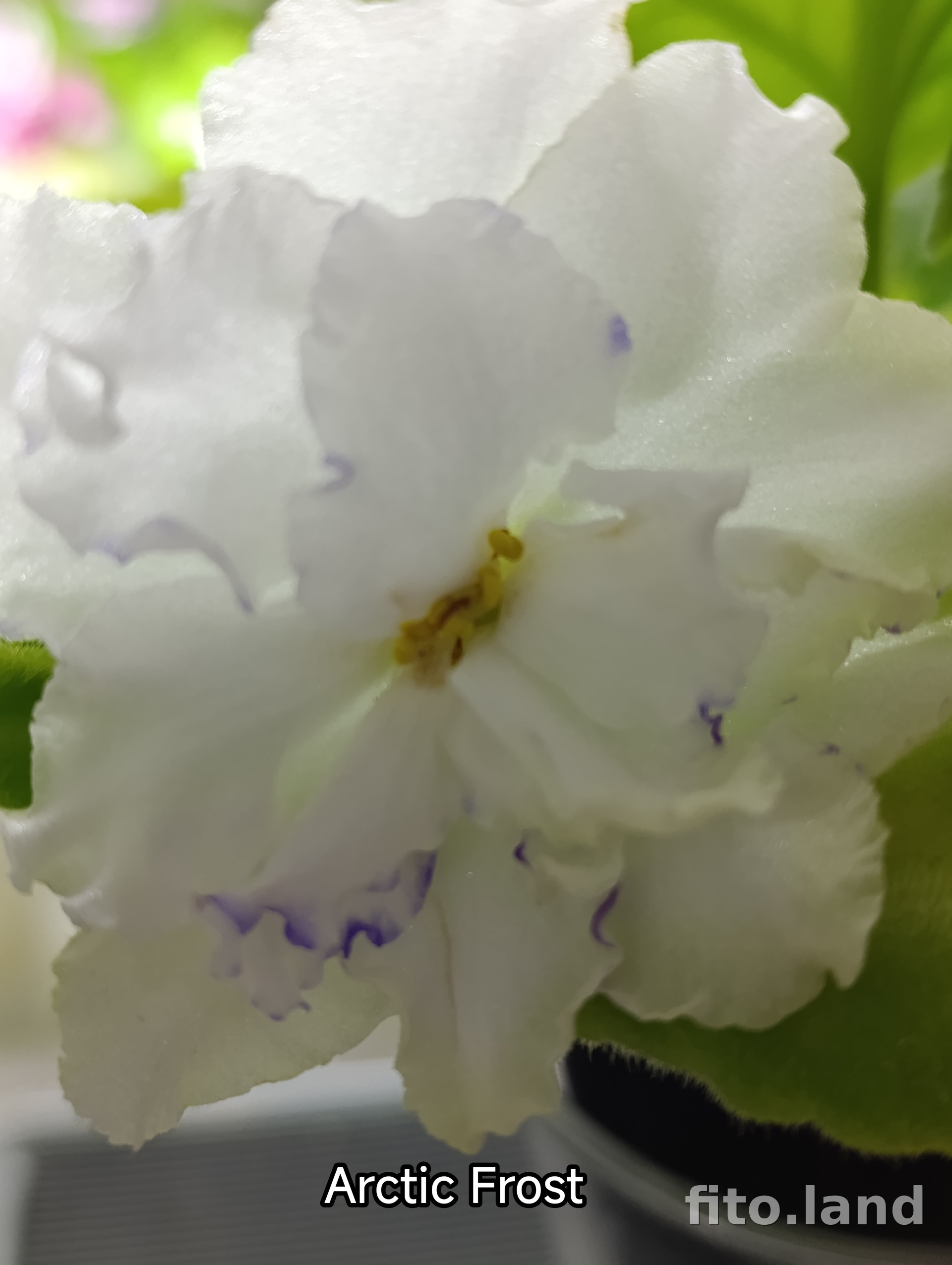 Фиалка Arctic Frost, фото